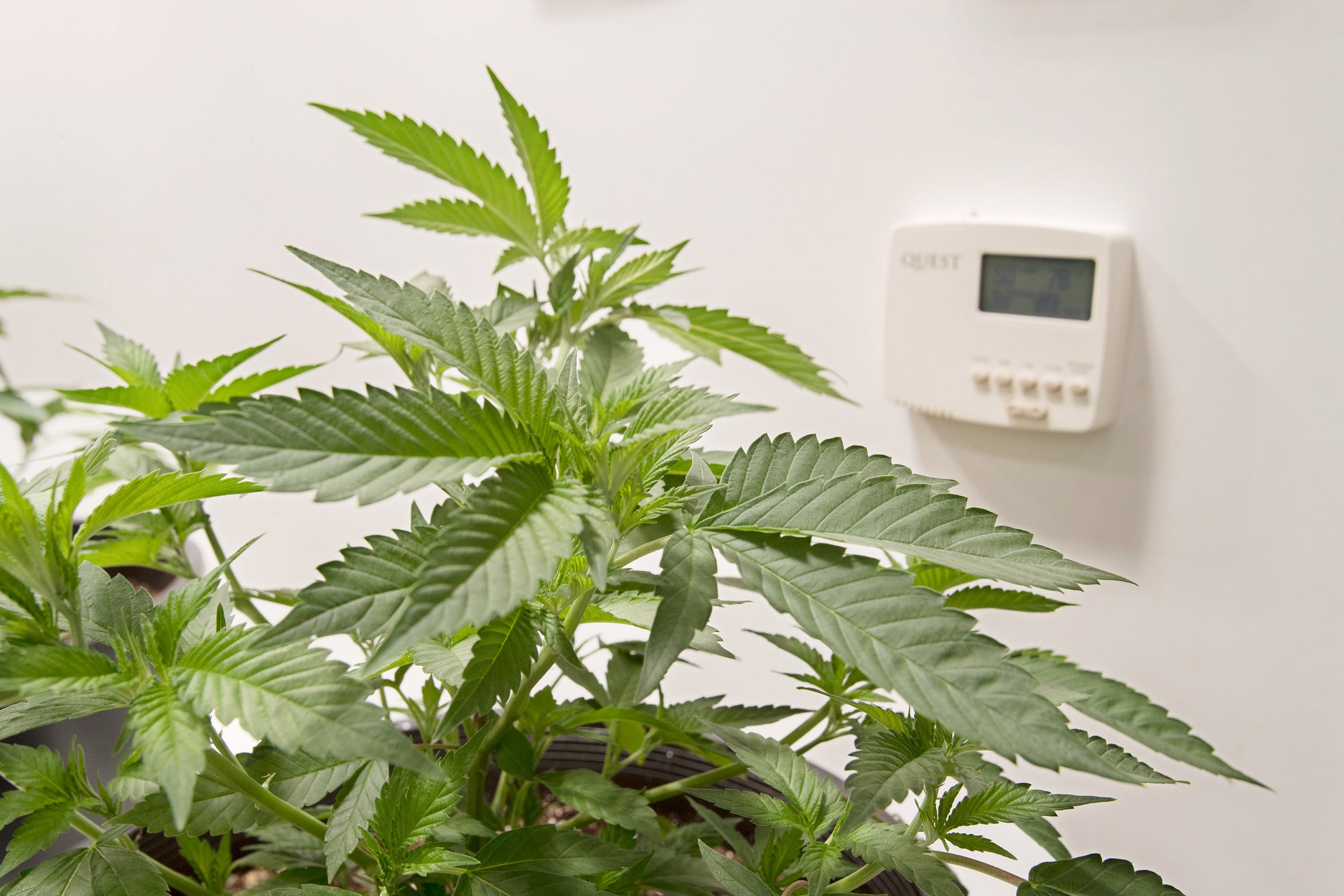 Open Vs Closed Loop Grow Rooms Cannabis News Nug Magazine