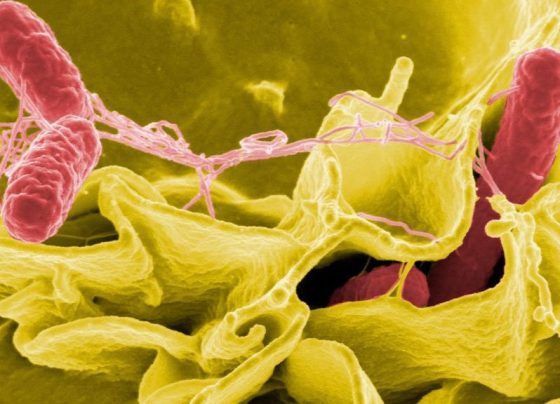 Mysterious Salmonella Outbreak Grows; CDC Says Strain Found in Takeout Container
