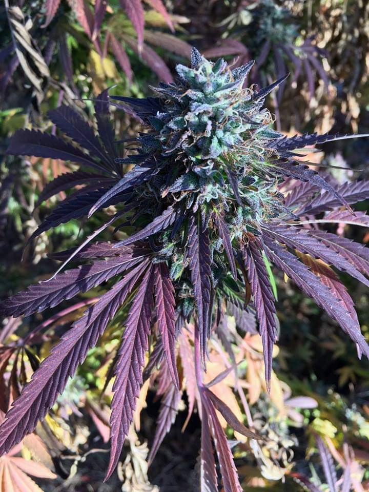 The Secrets of Colorful Cannabis: How To Grow Purple Cannabis Buds