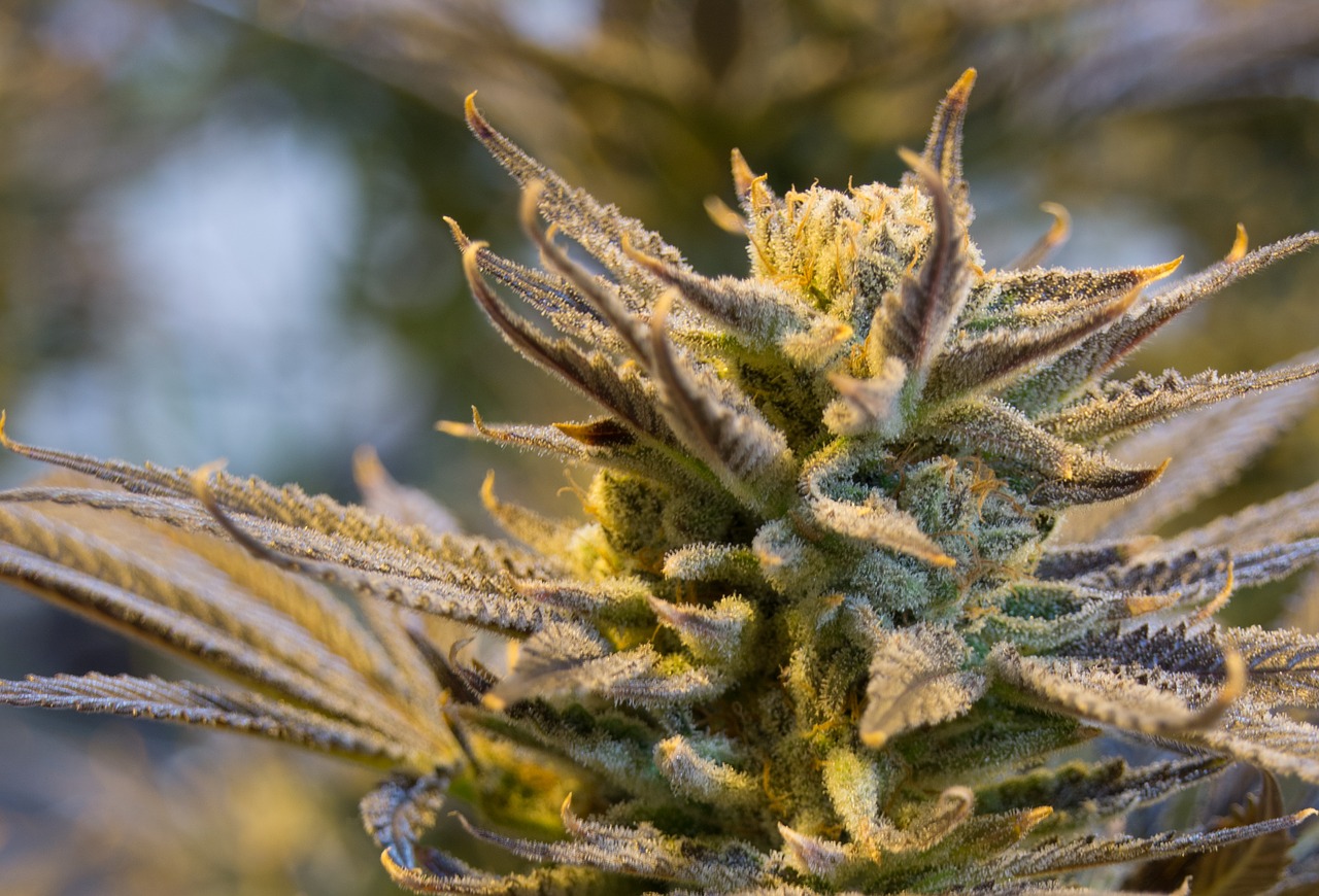 Governor Announces Intent to Delay Implementing Voter-Initiated Medical Marijuana Access Law