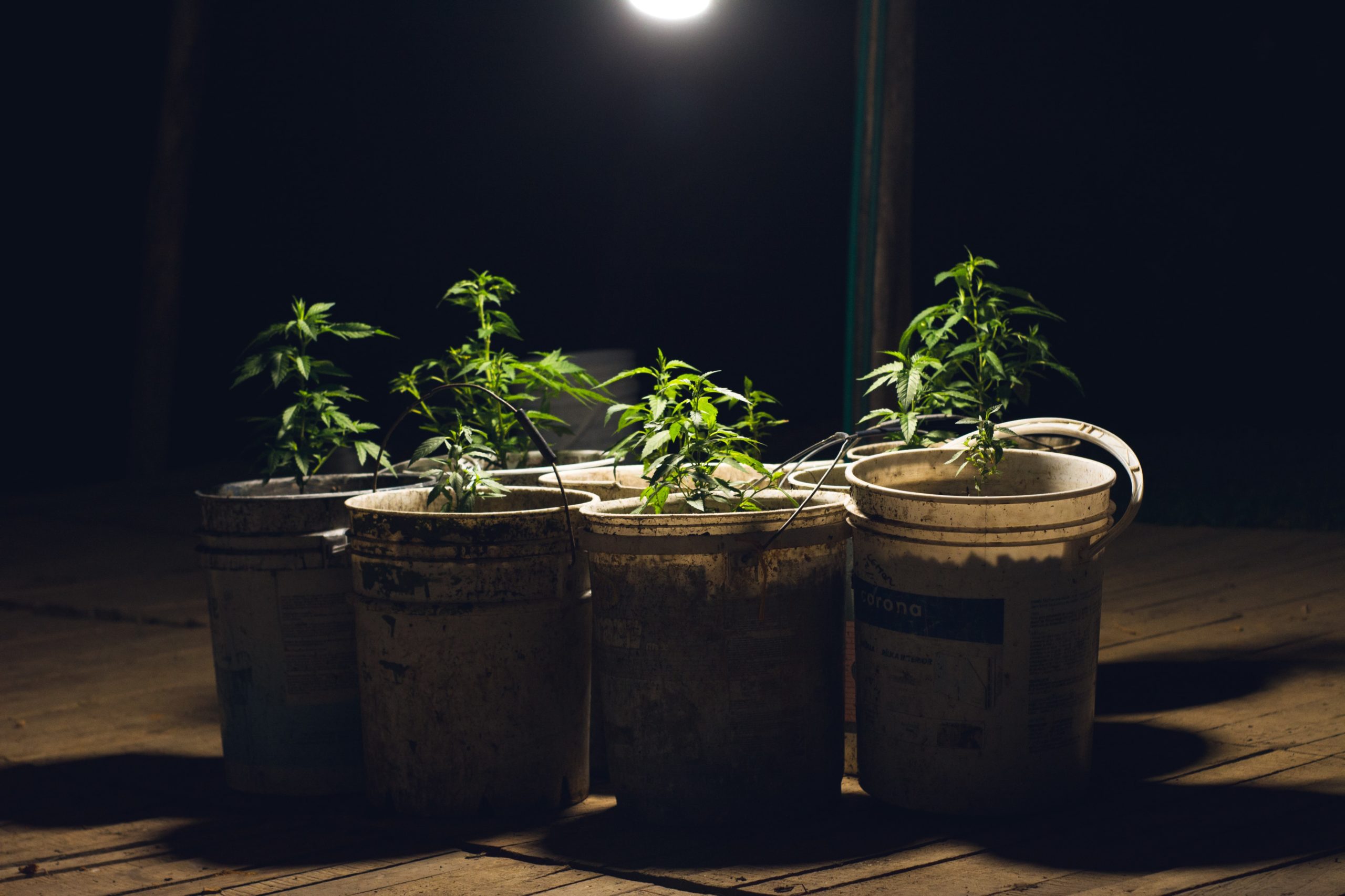 What Budget Do You Need for Growing Marijuana at Home?