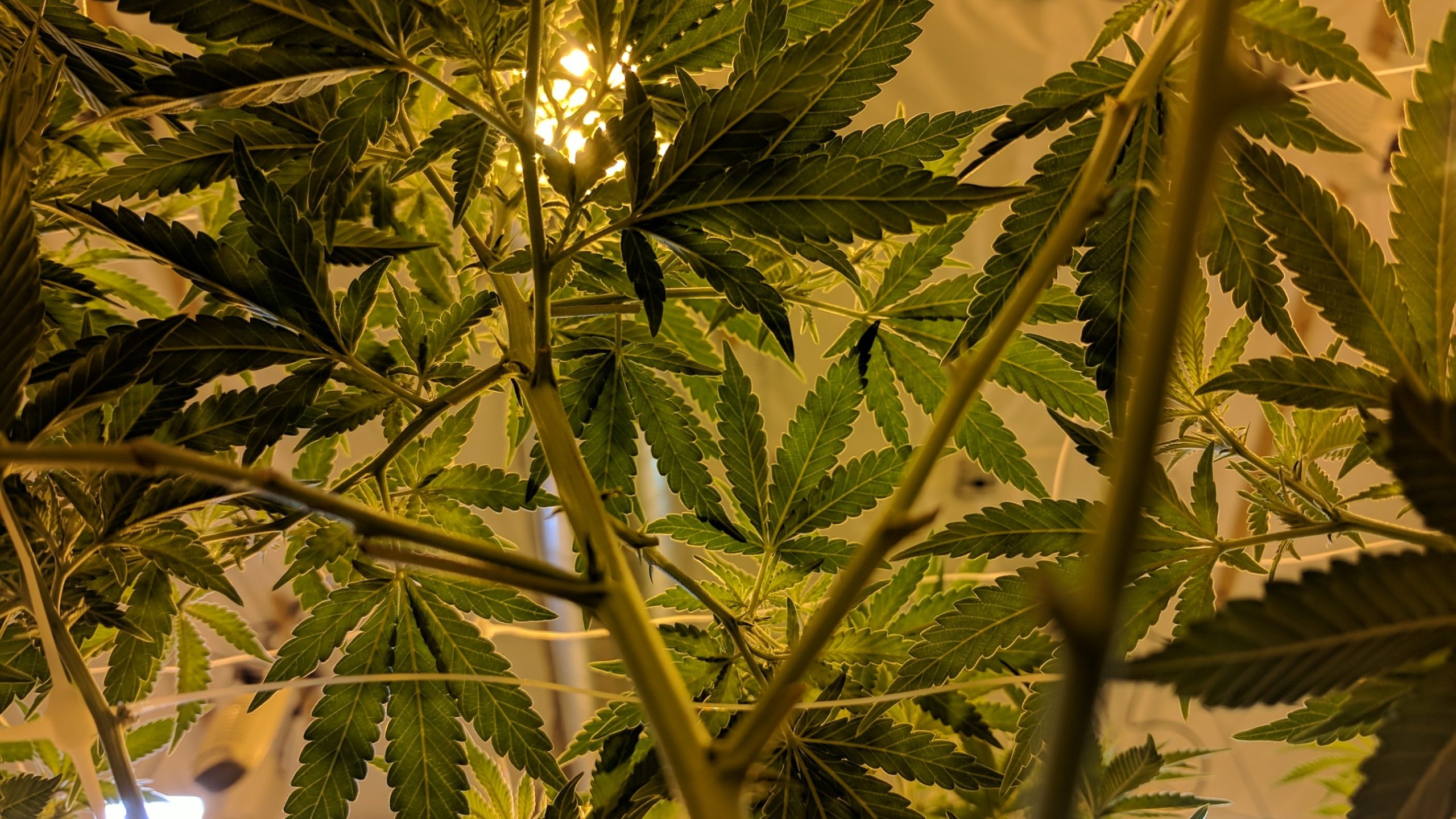 What Are the Best Marijuana Fertilizers and Nutrients?