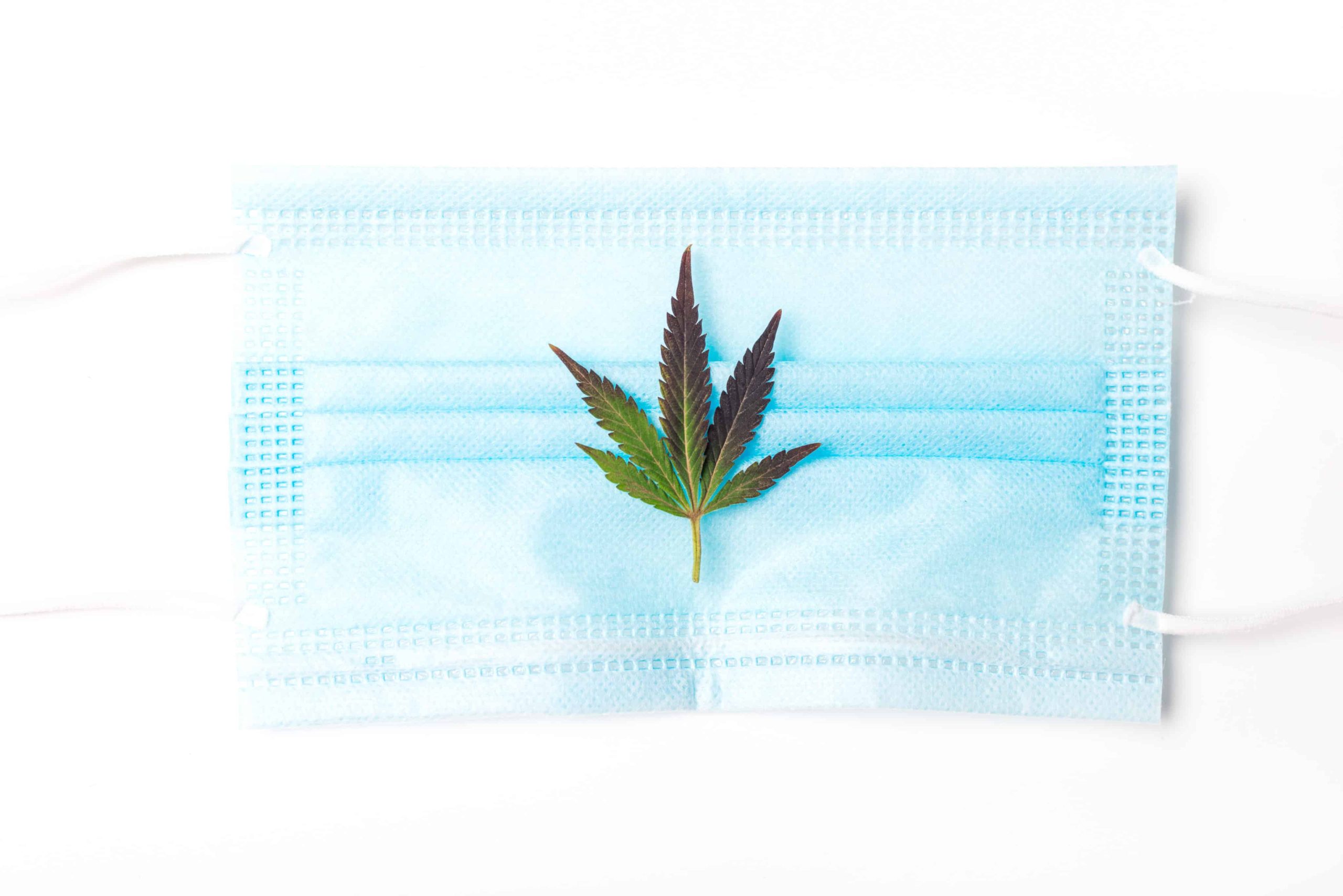 Cannabis vs. COVID-19: A Match Made in Oregon