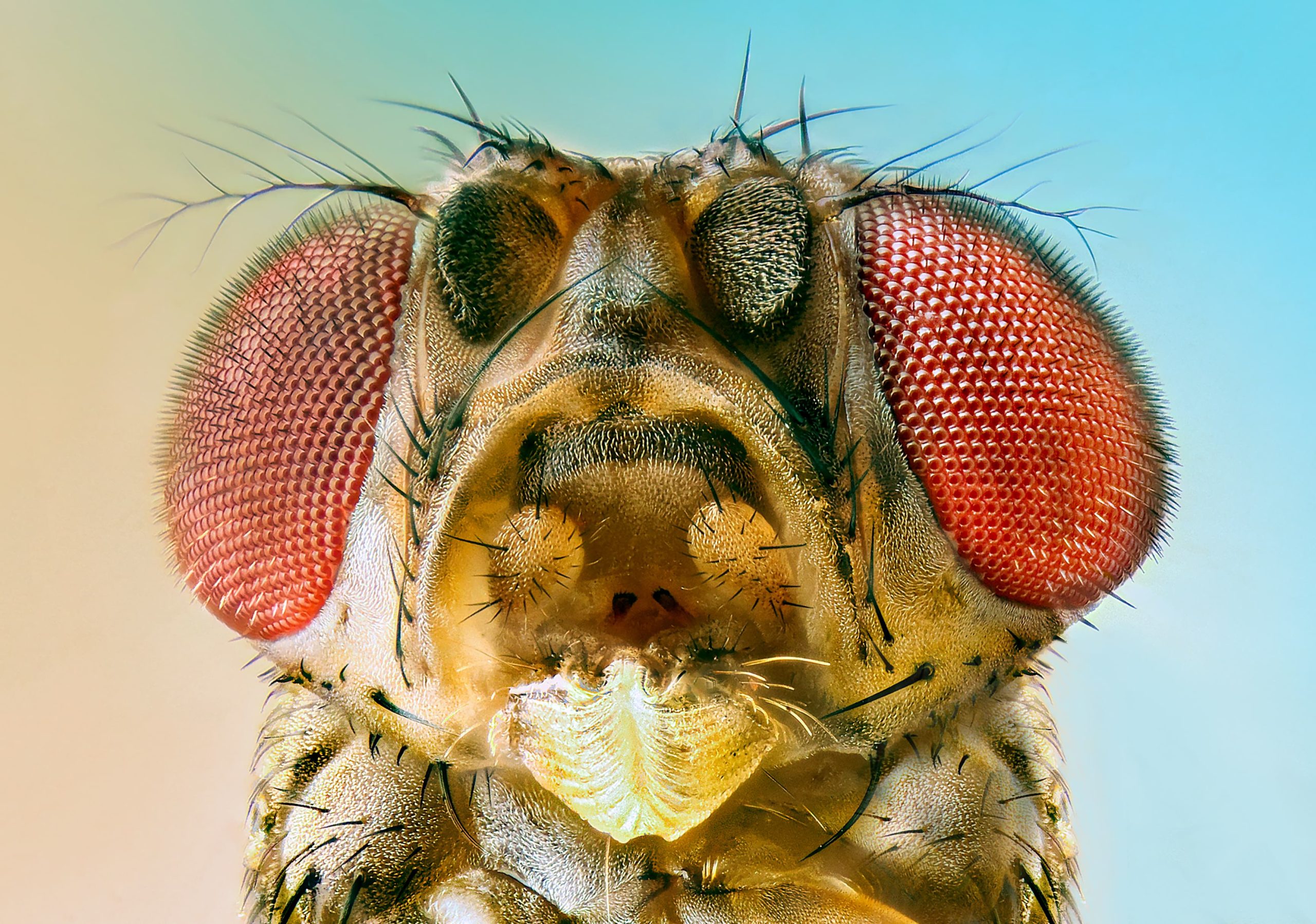 Fruit Fly Study Shows Psilocybin Produces Long-Lasting Antidepressant-Like Effect