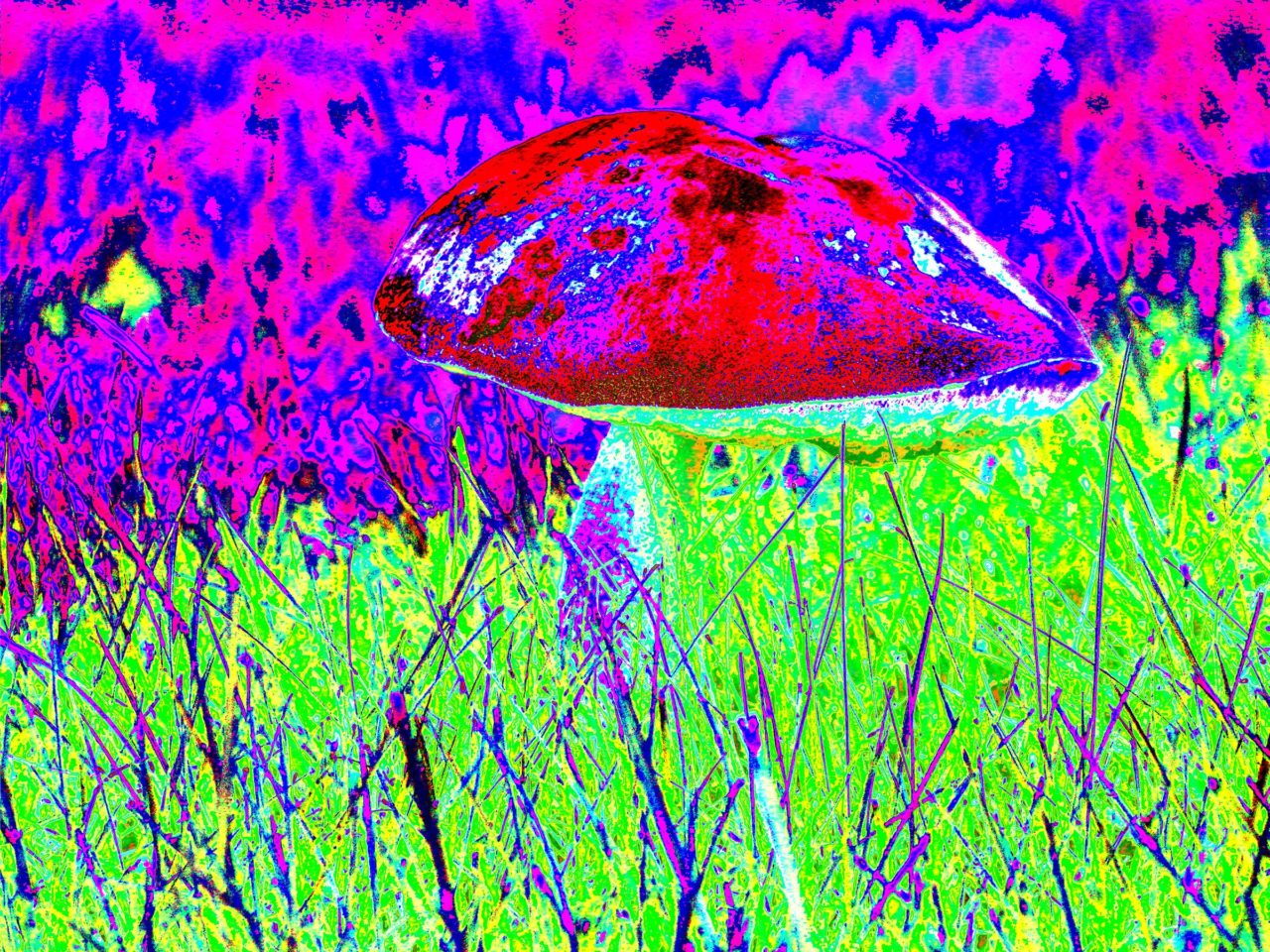 Poll States 28% of Americans Have Tried At Least One Psychedelic Substance