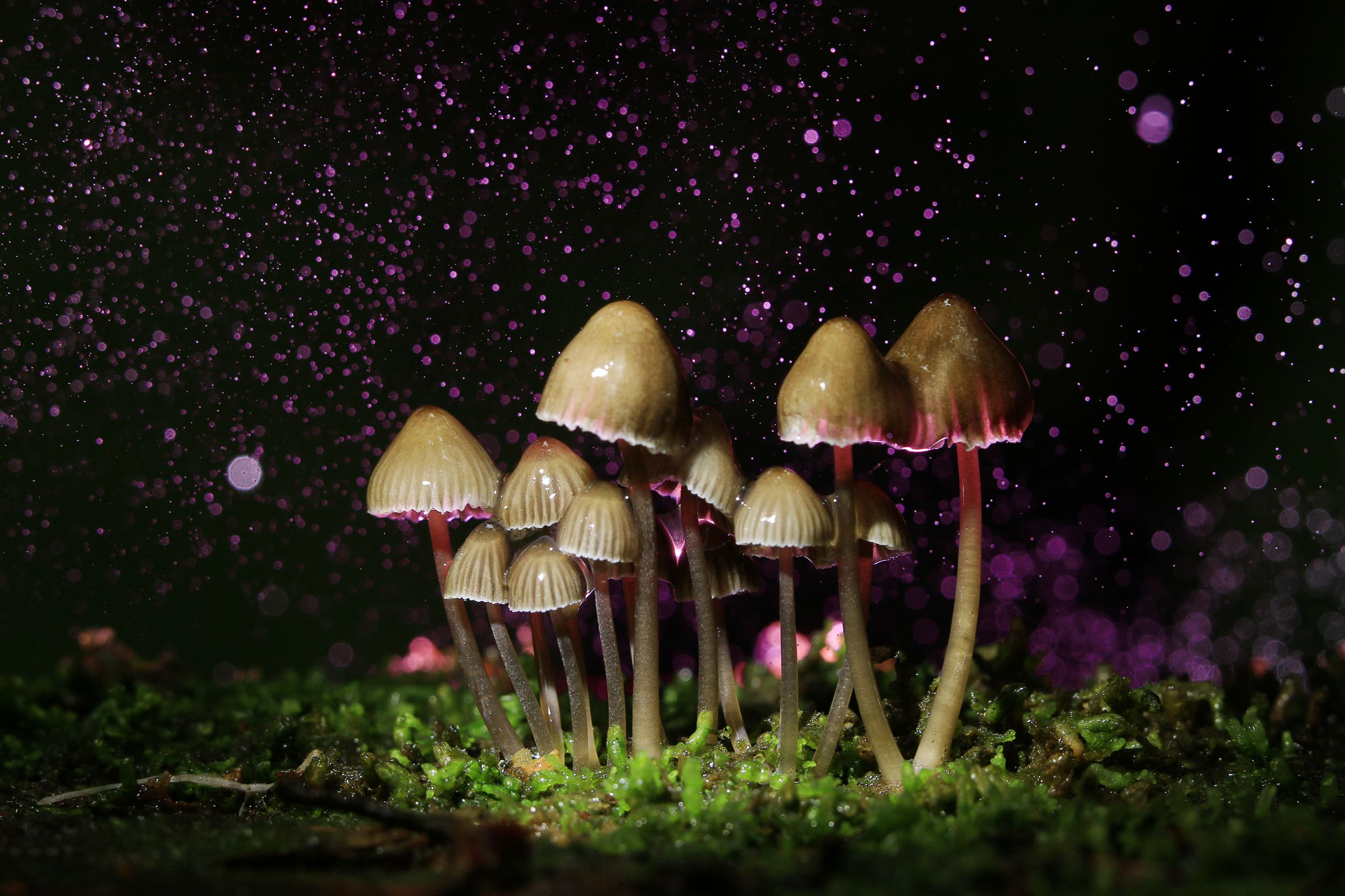 Bipartisan Senate Bill Would Give ‘Right to Try’ Protection to Psilocybin and MDMA