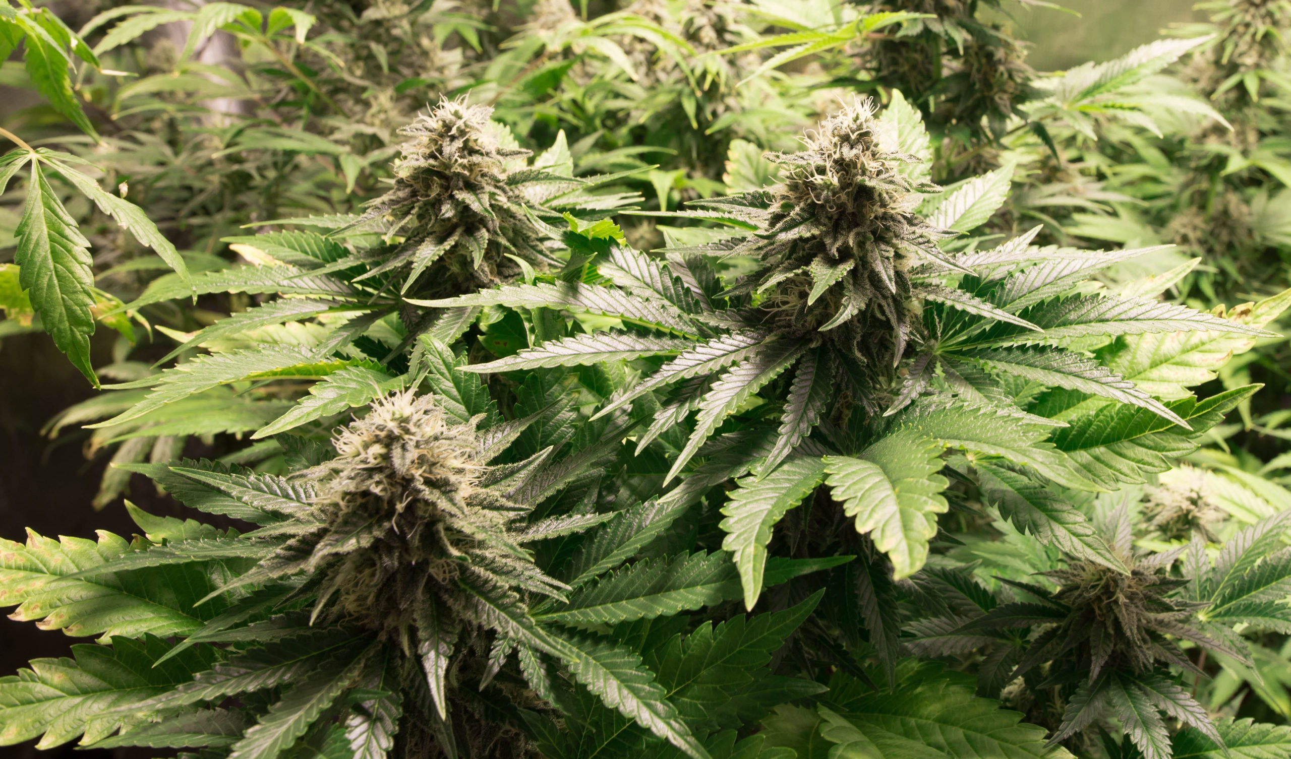Autoflowering Seeds | How-to Grow Cannabis from Autoflowering Seeds