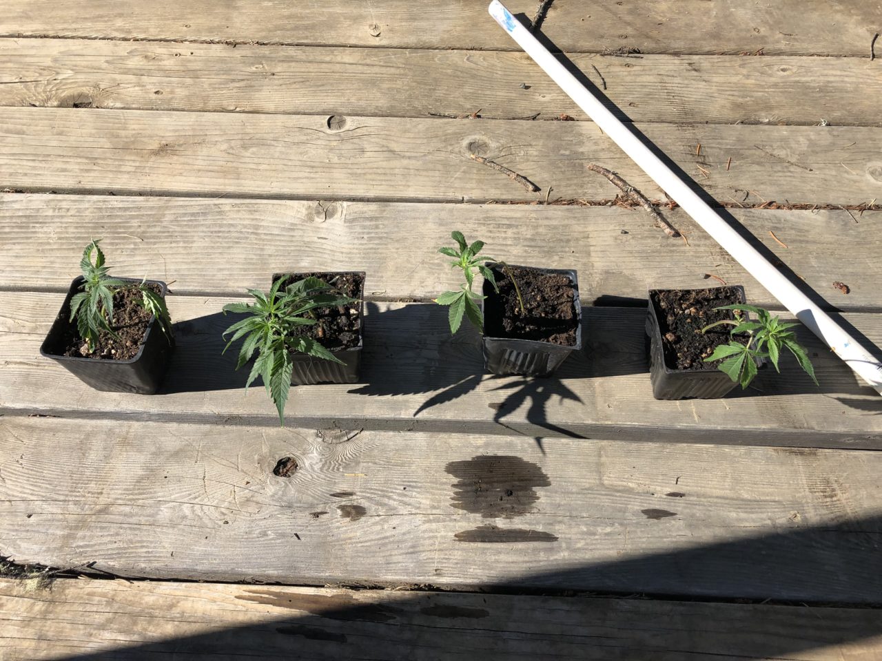 Oregon Law Enforcement Seizes Illegal Cannabis Plants, Leaves Four Plants Behind