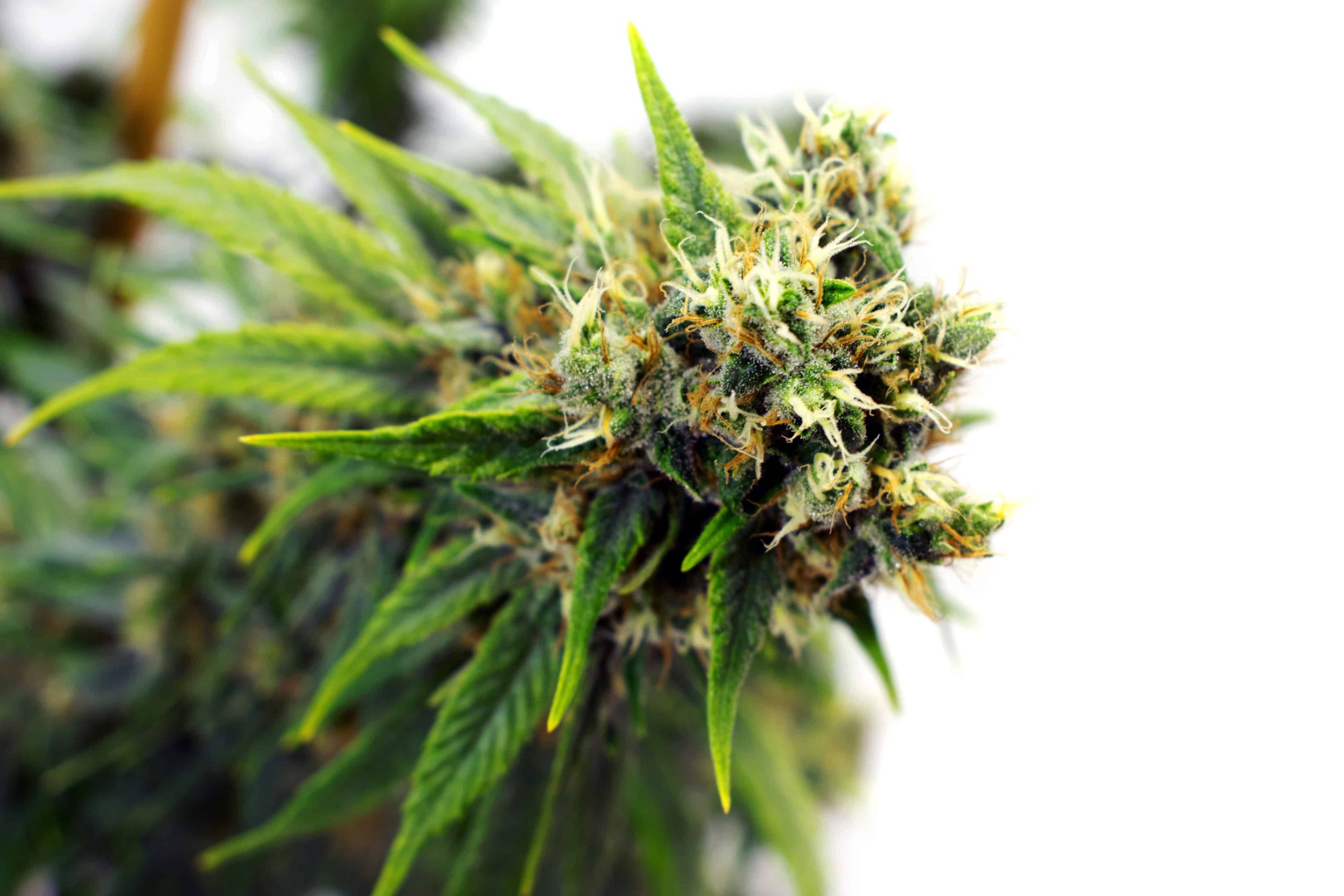 Legalization Initiative Qualifies for Missouri Ballot