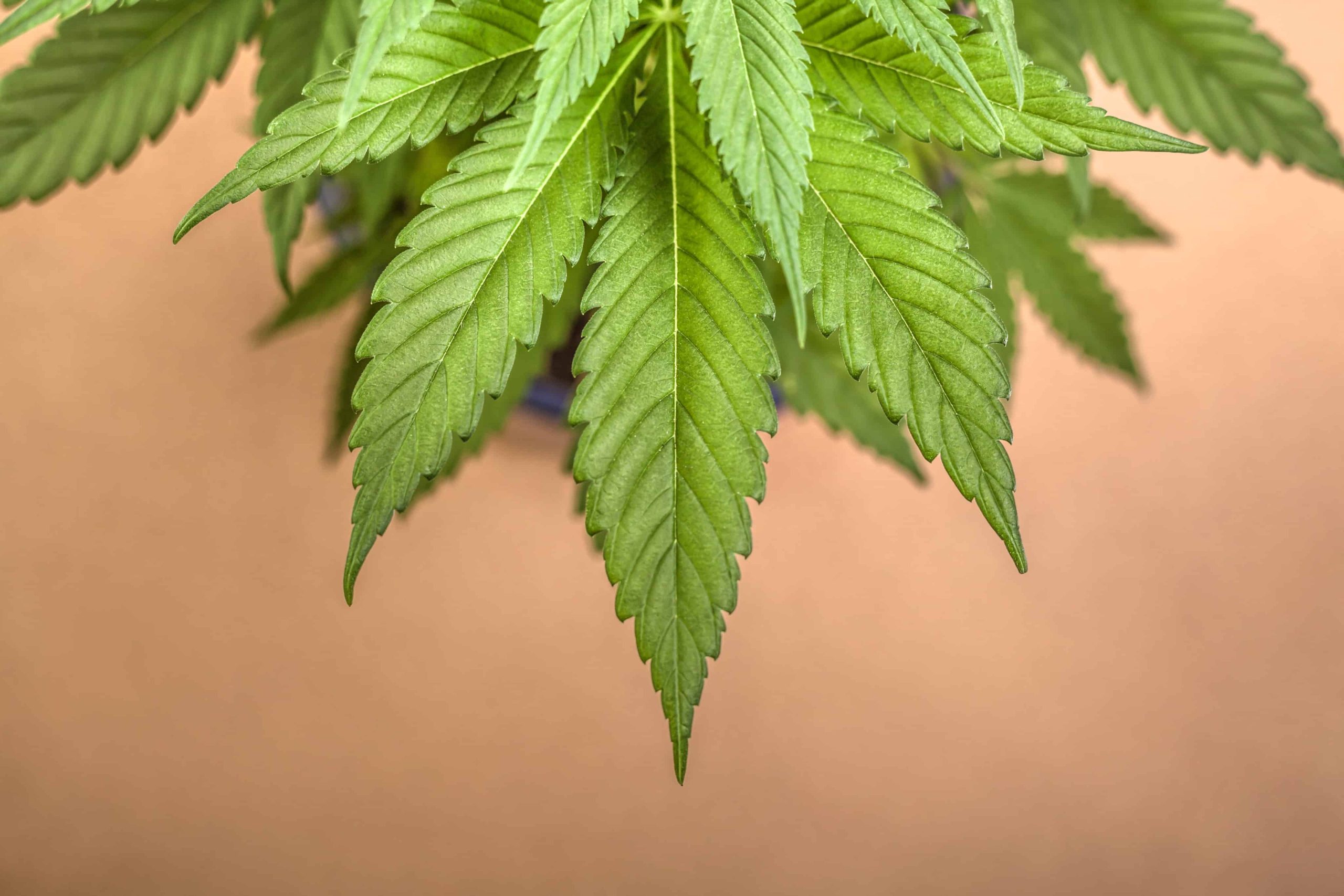 Study Shows Cannabis Users 55% Less Likely to Develop Common Liver Cancer