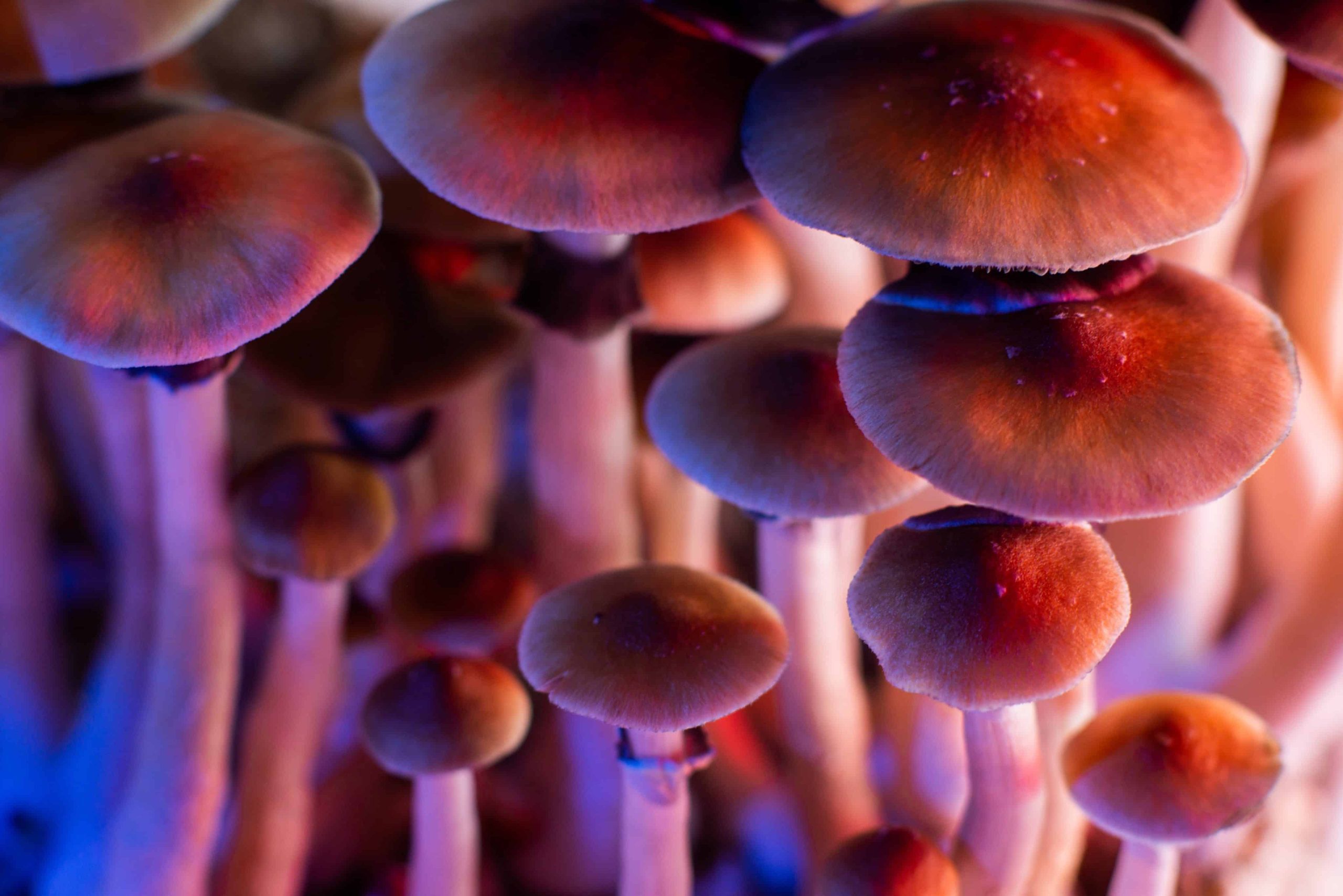 San Francisco City Leaders To Consider Psychedelics Decriminalization Measure