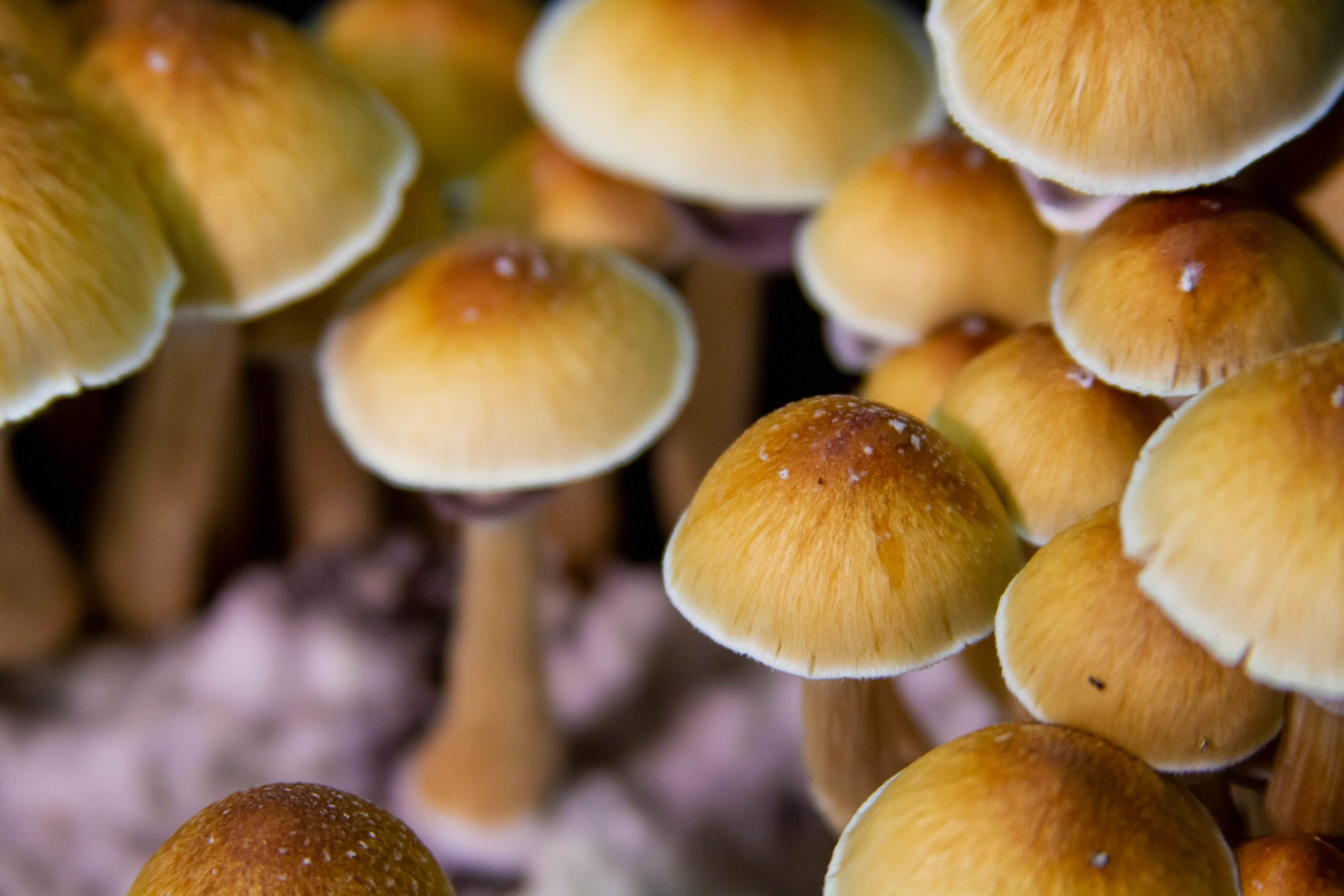 Researchers Studying Psilocybin as Treatment for Obesity