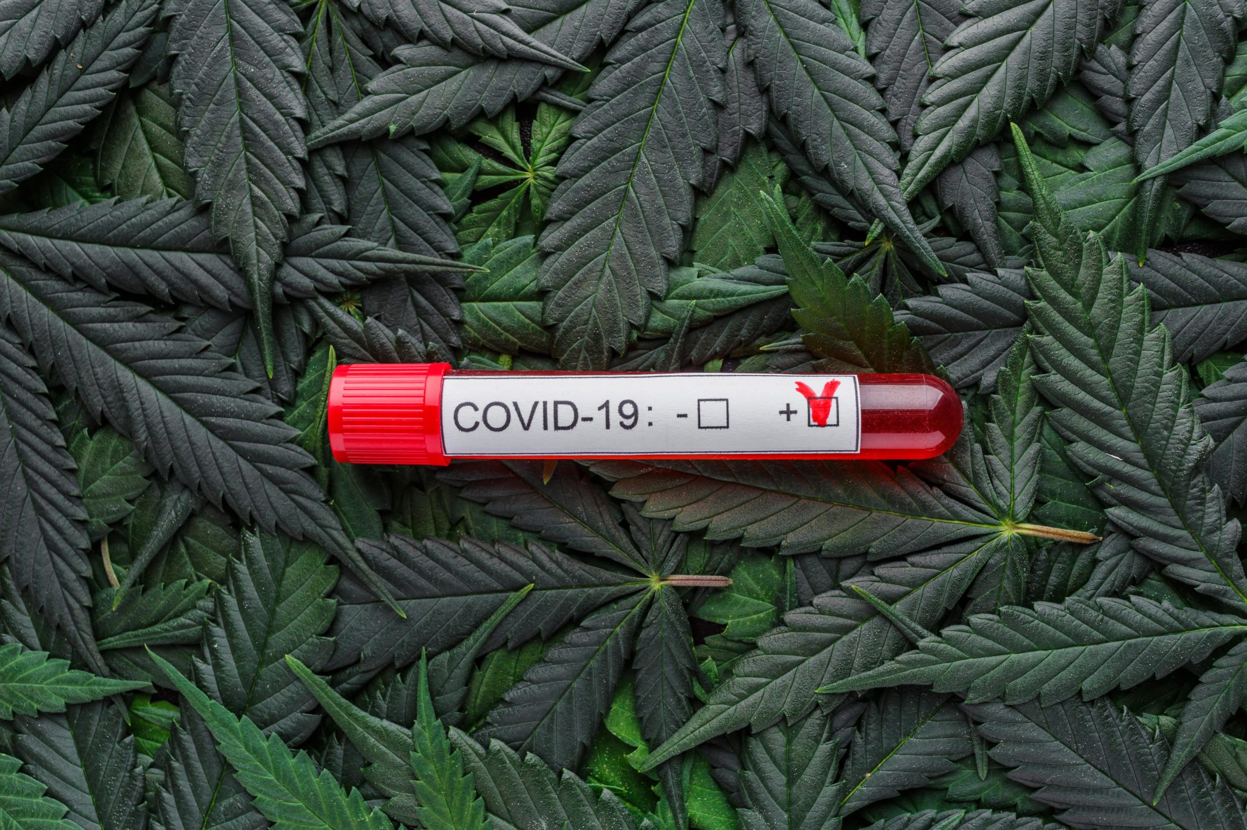 The Role of Cannabis in Treating Long COVID