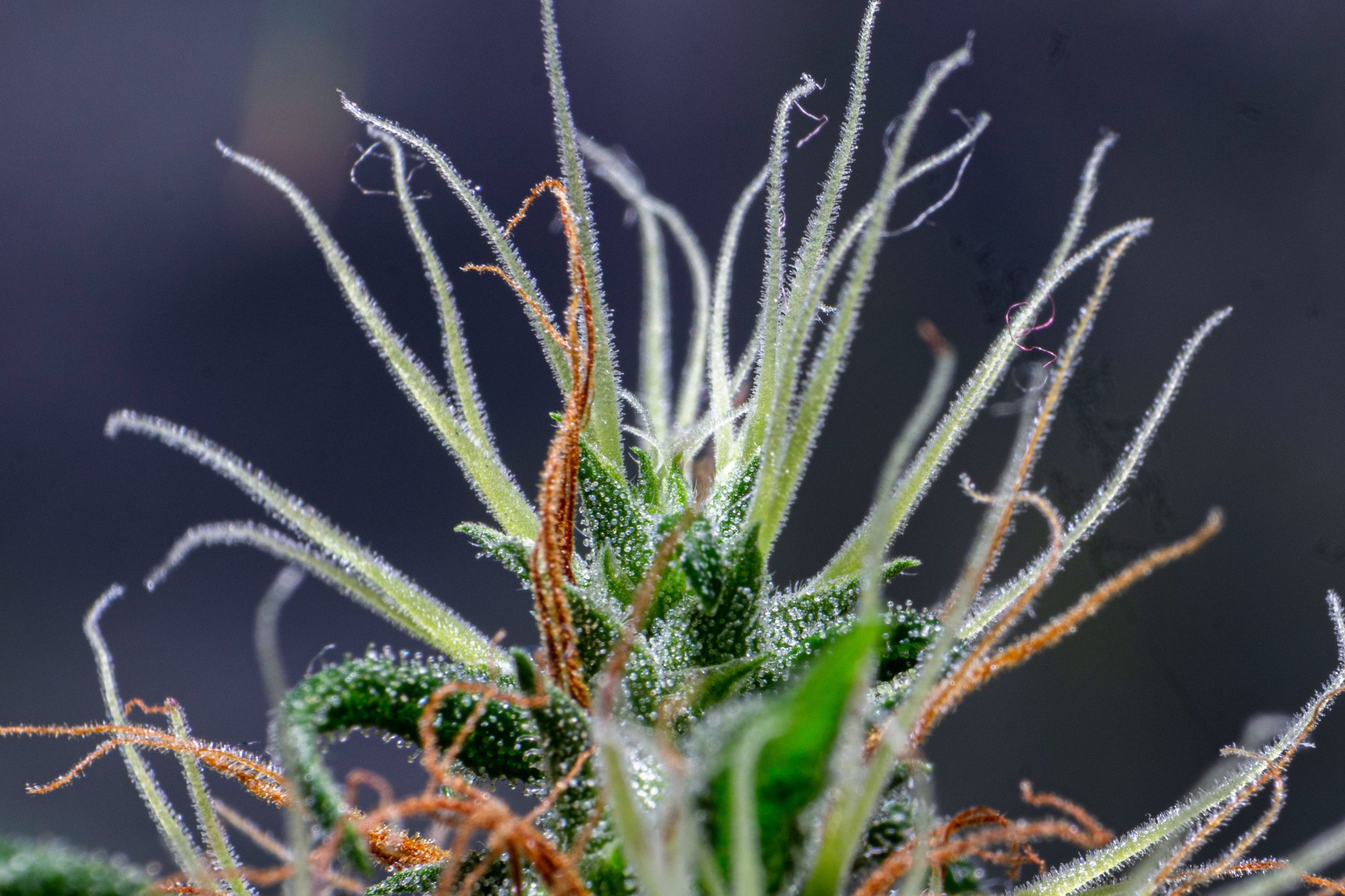 House Bill 837 Aims to Legalize Pot Possession, Home Grow in Maryland