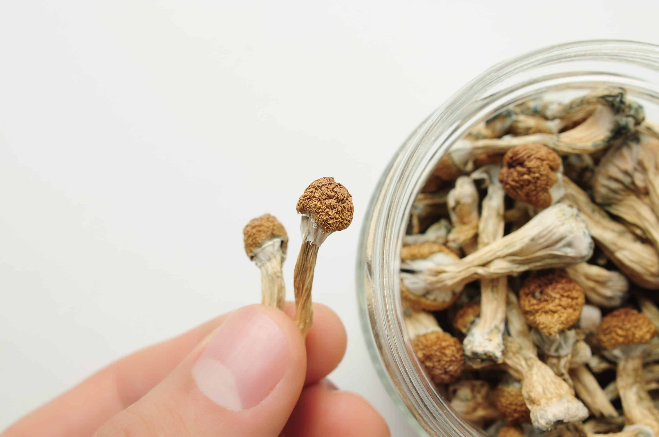 New Study Suggests Expectations May Drive Effects of Microdosing Psilocybin
