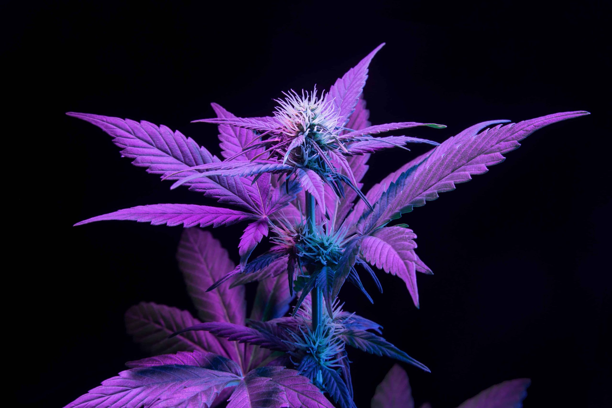 Legalization Campaign Kicks Off in Maryland Ahead of November Vote