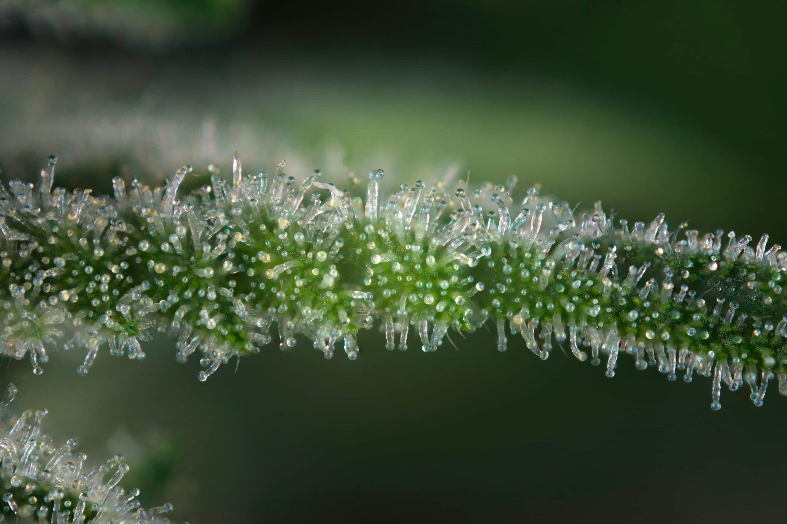 Activists Accuse North Dakota of Misleading Voters About Cannabis Legalization Initiative