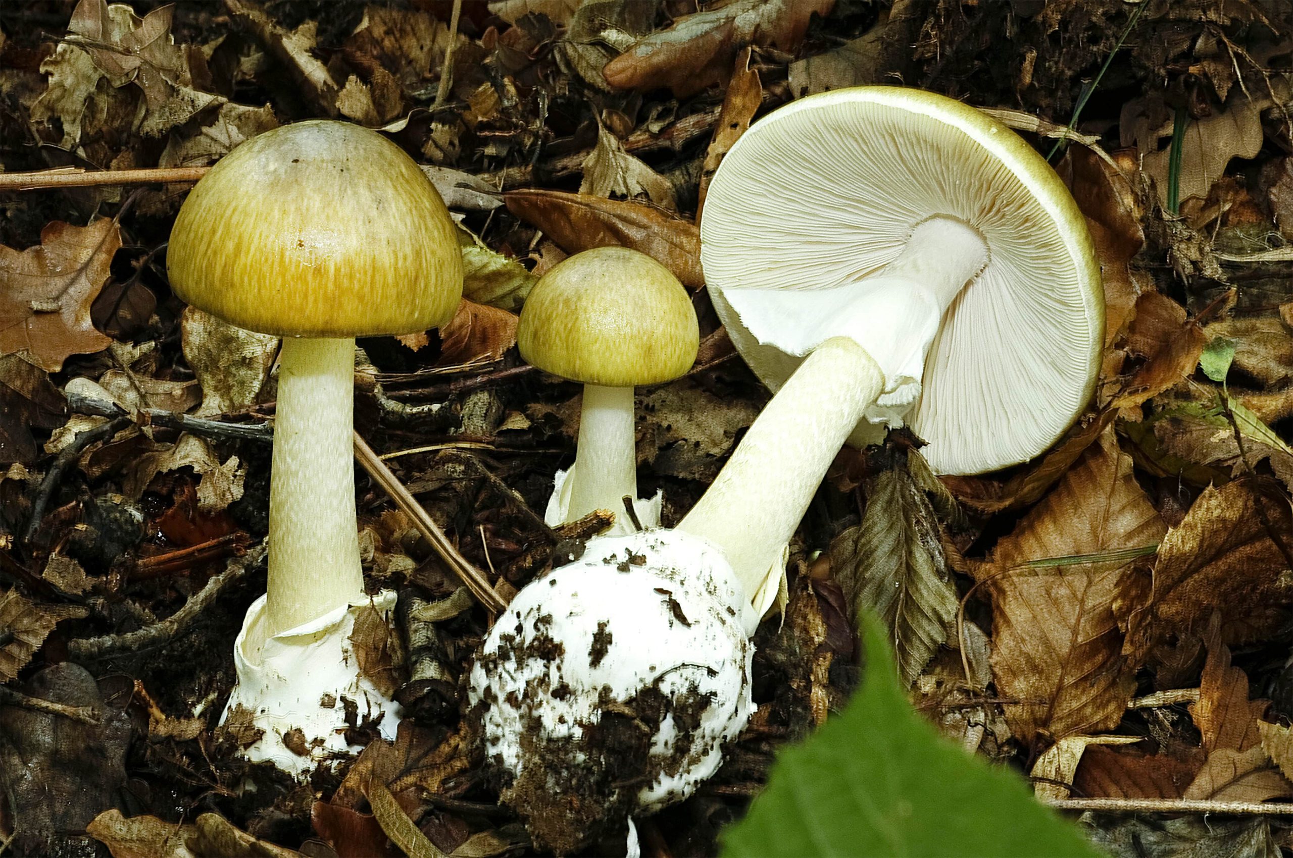 Mother, Son Survive Brush With ‘Death Cap’ Mushrooms Thanks to Experimental New Drug