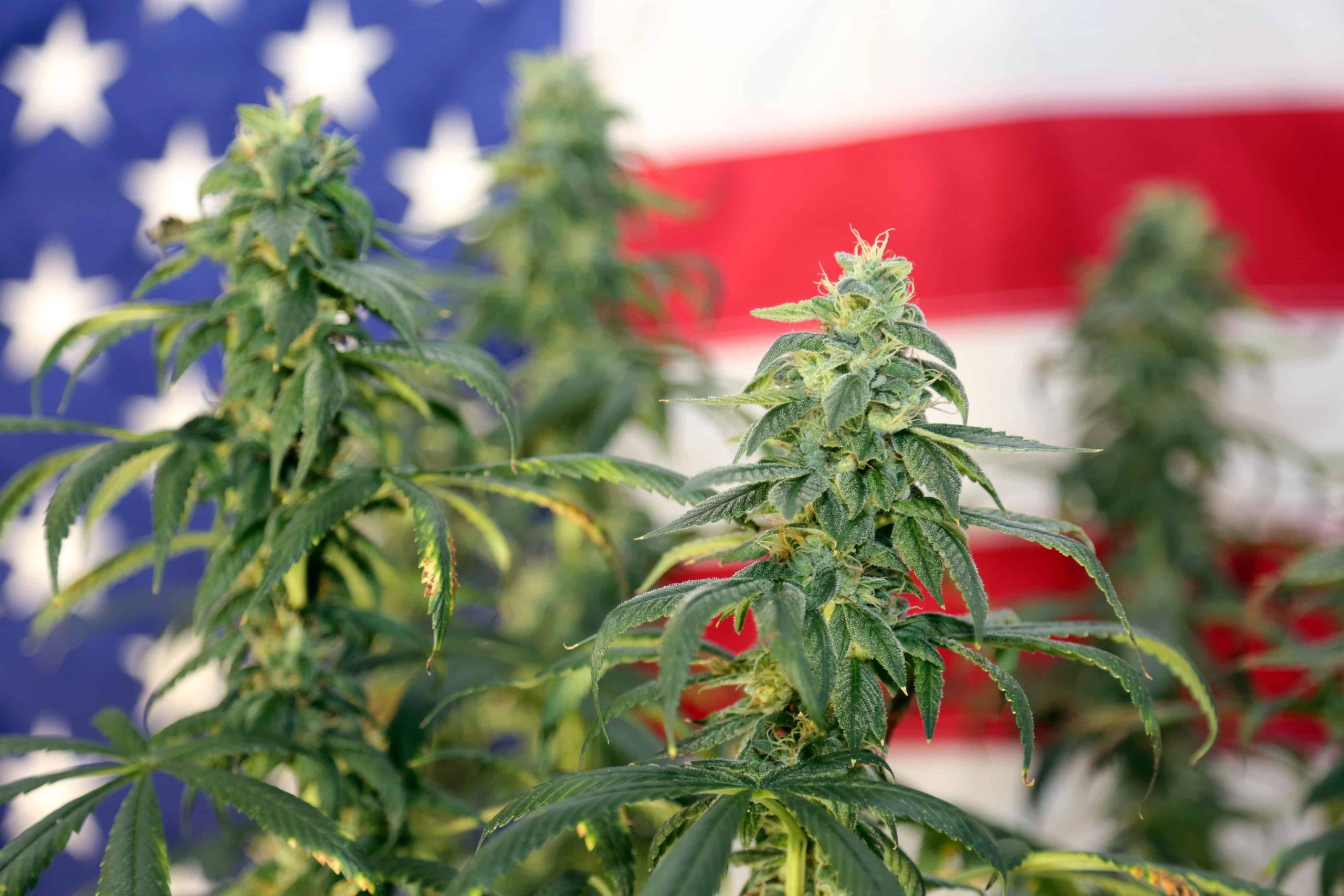GOP Group Warns Weed Legalization Leads to ‘Violent Crime’ and ‘Suicide’