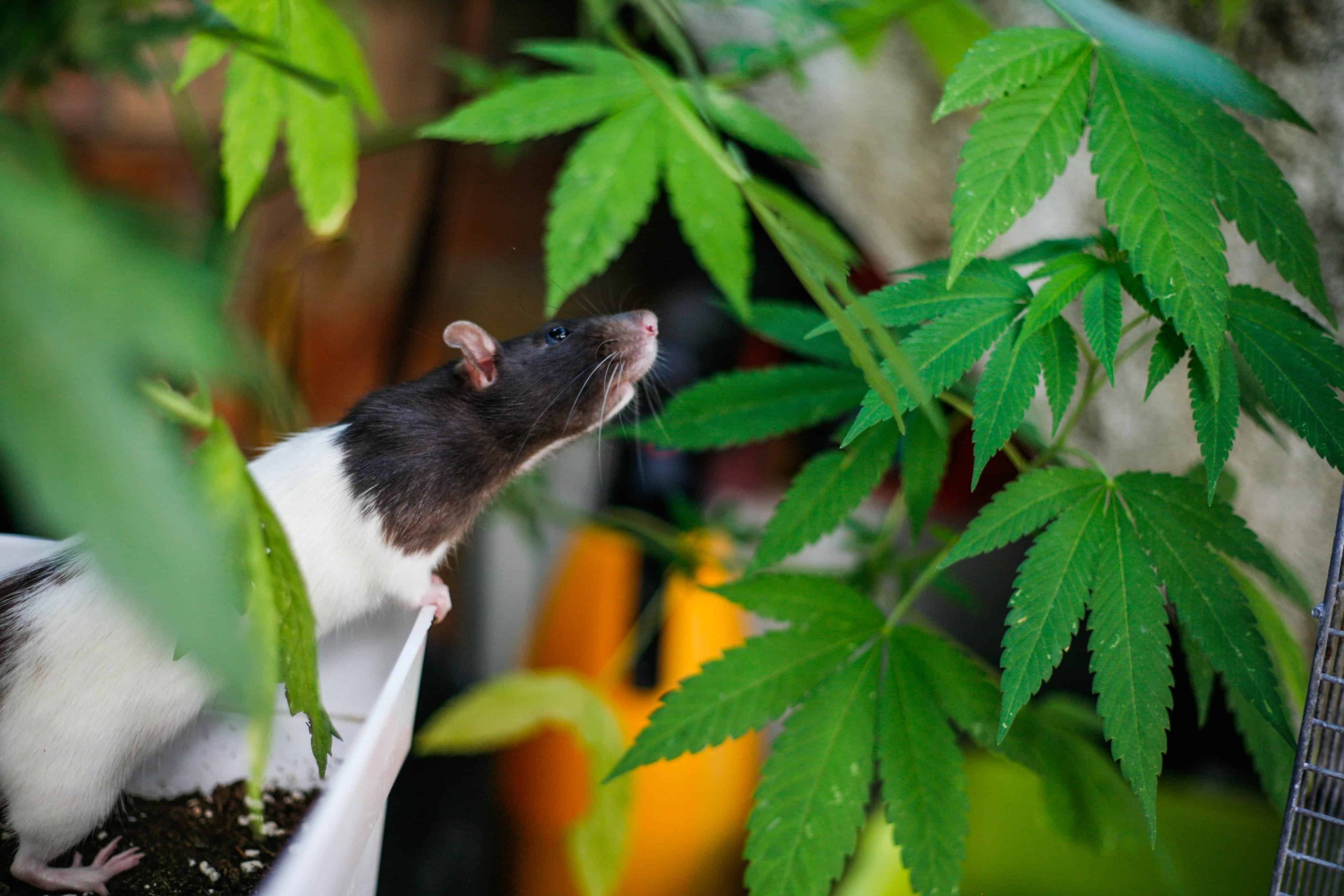 Police in India Say Rats Ate More Than 1,100 Pounds of Confiscated Weed