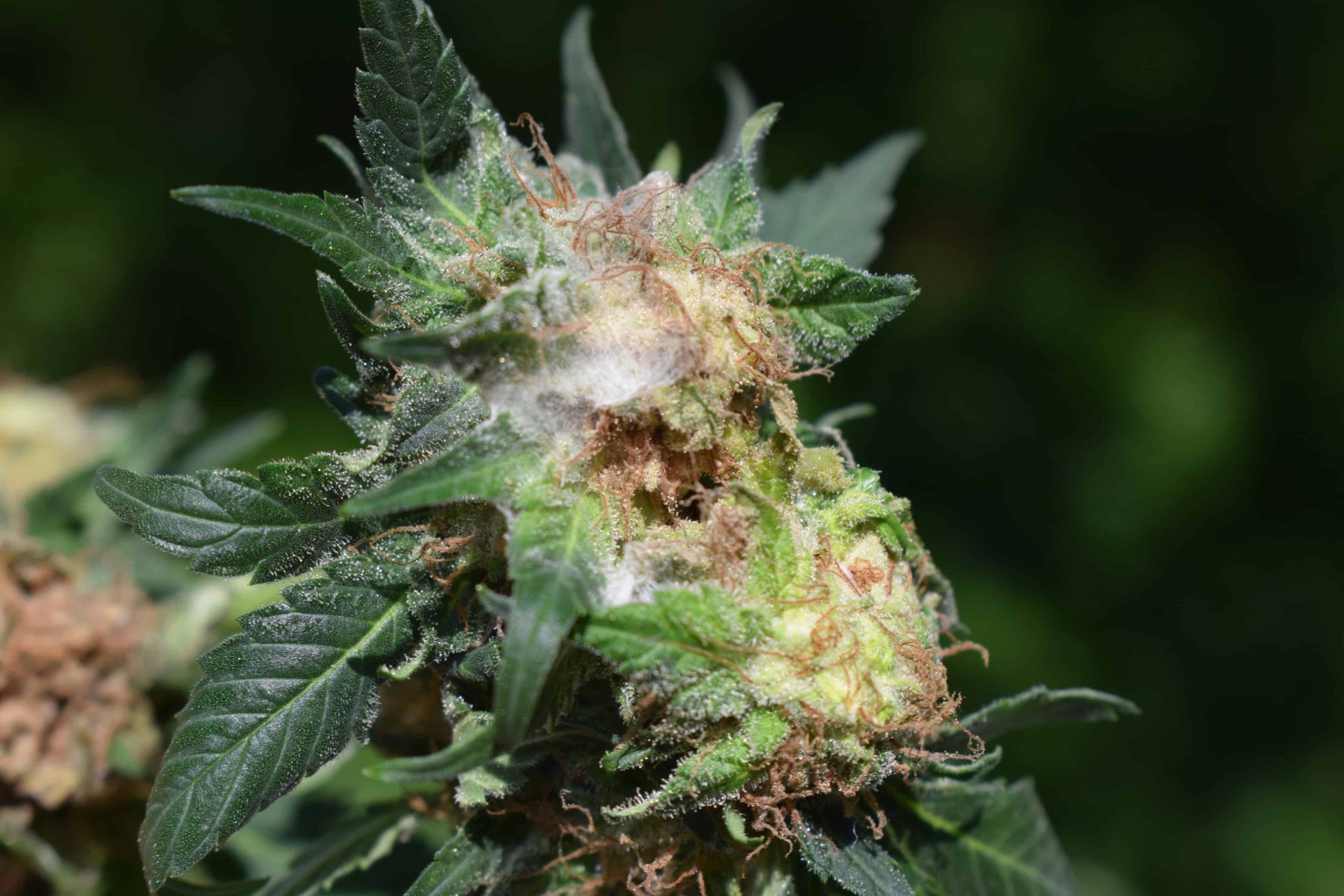 Colorado Regulators Issue Recall for Moldy Weed