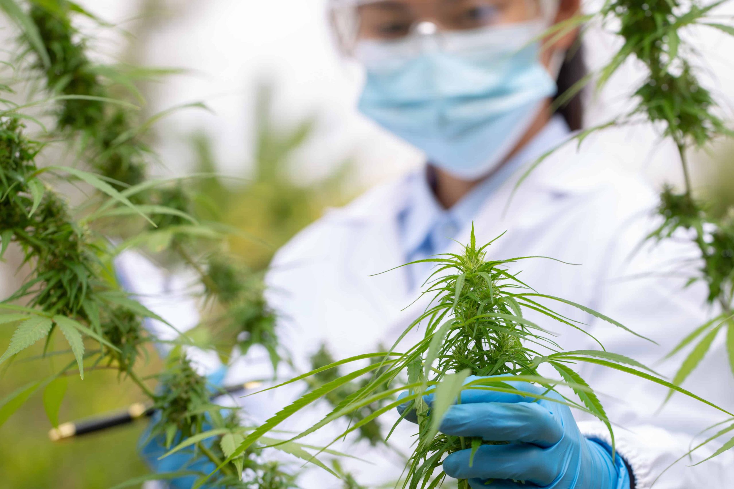 Congress Passes Landmark Cannabis Research Bill