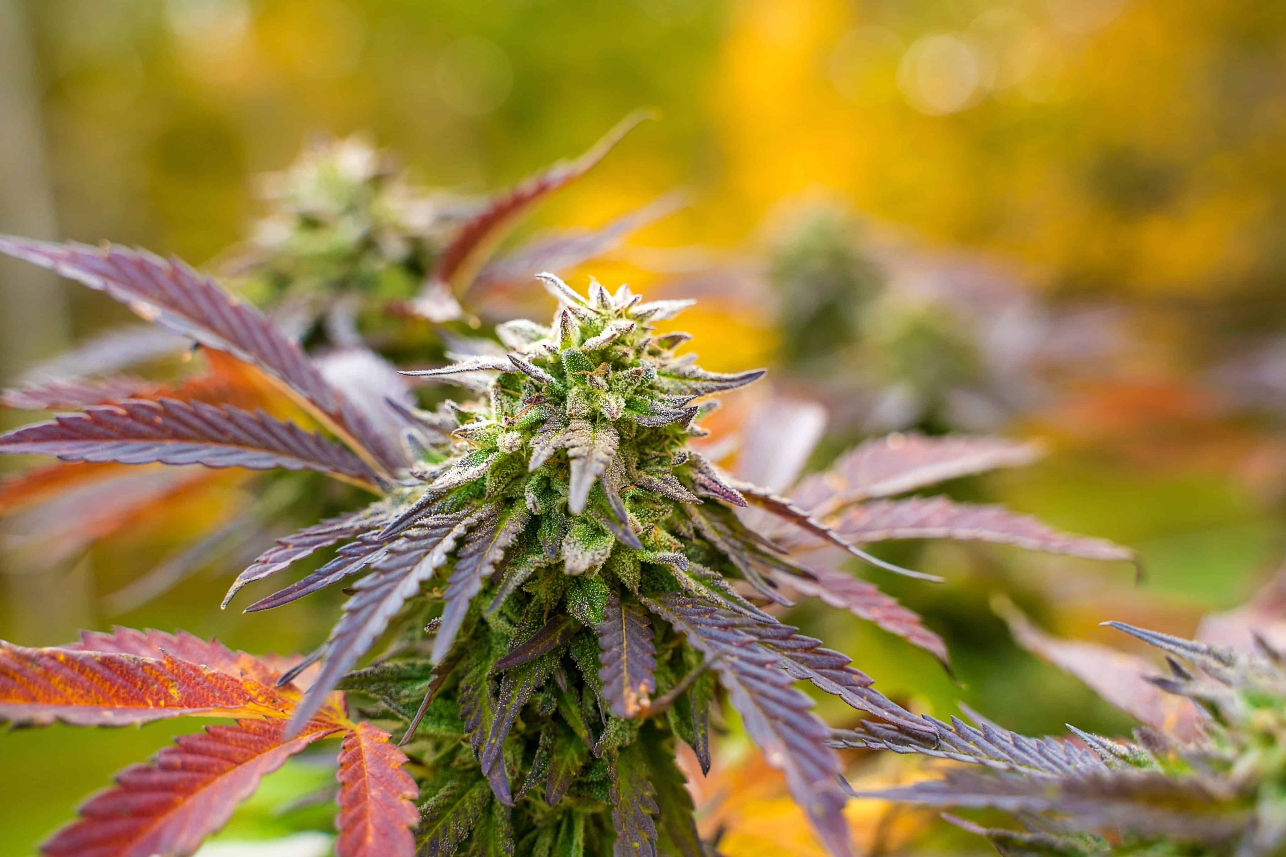 First Medical Cannabis Crop Harvest Begins in North Carolina