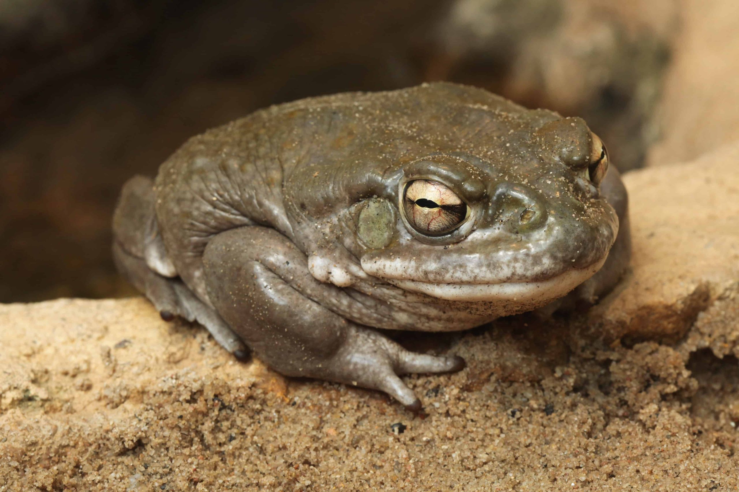 National Park Service Asks Visitors To Stop Licking Toads