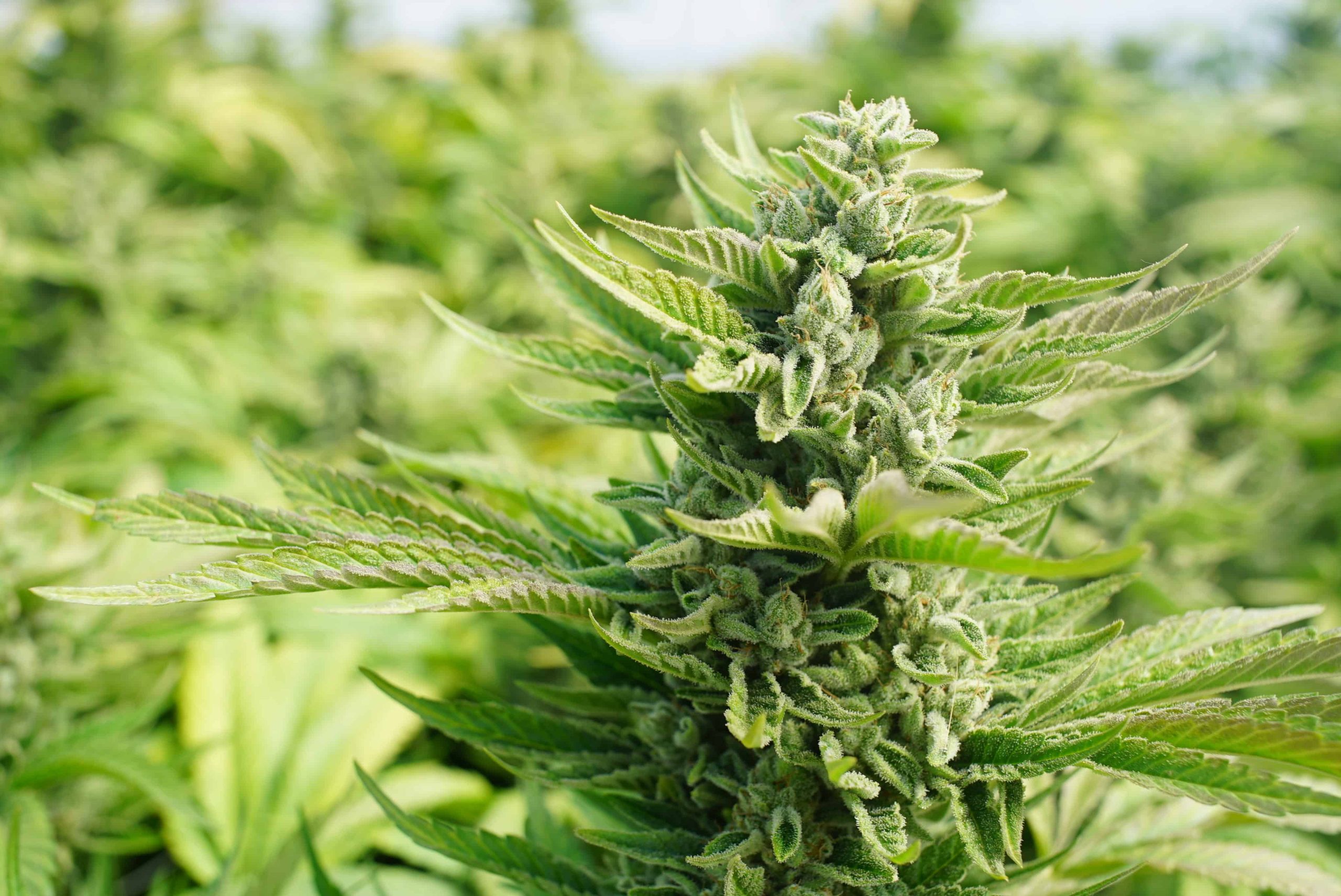 Arkansas Regulators Revoke Medical Cannabis Cultivator’s License