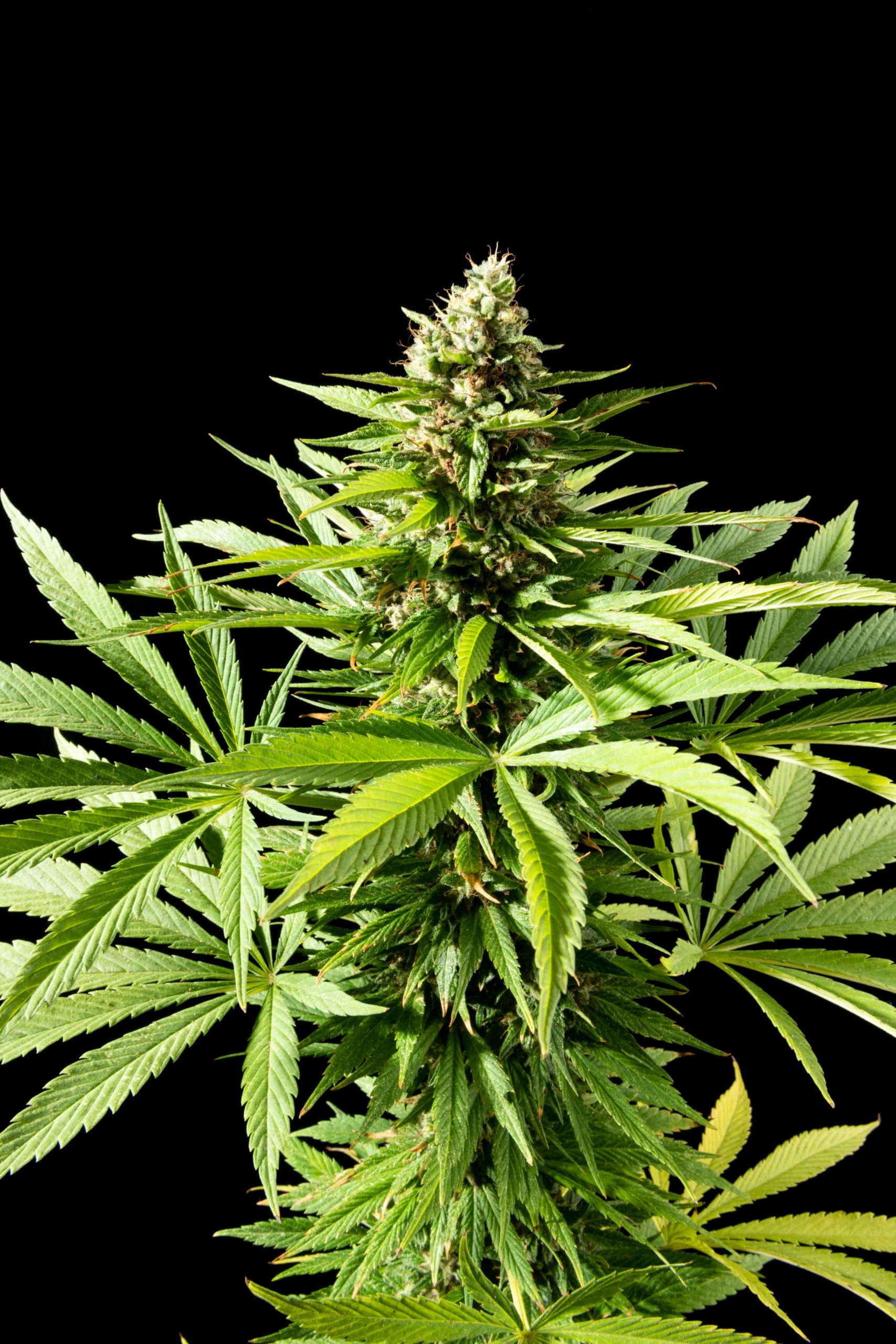 Rejoice! Cannabis Seeds are Legal