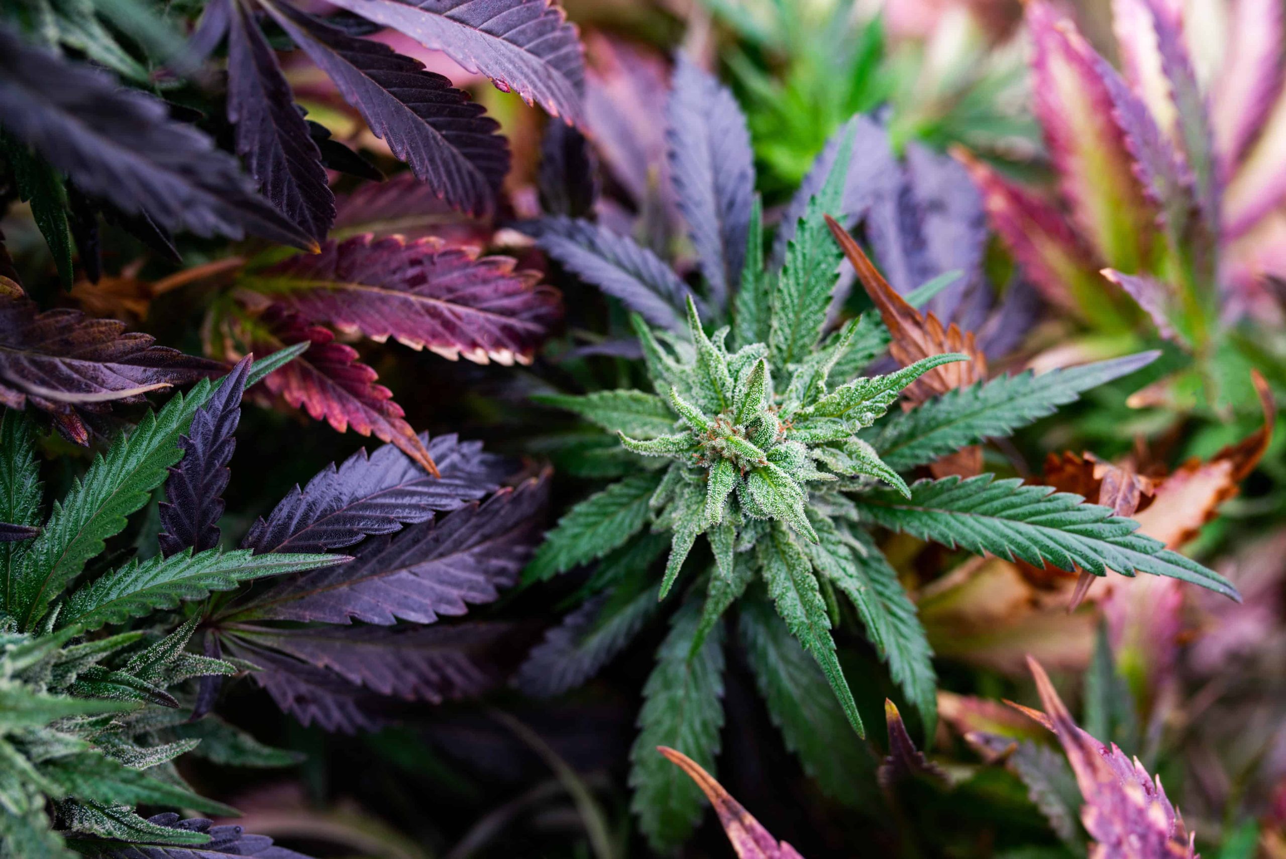 ACLU of Nevada Sues Board for Classifying Cannabis Under Schedule 1