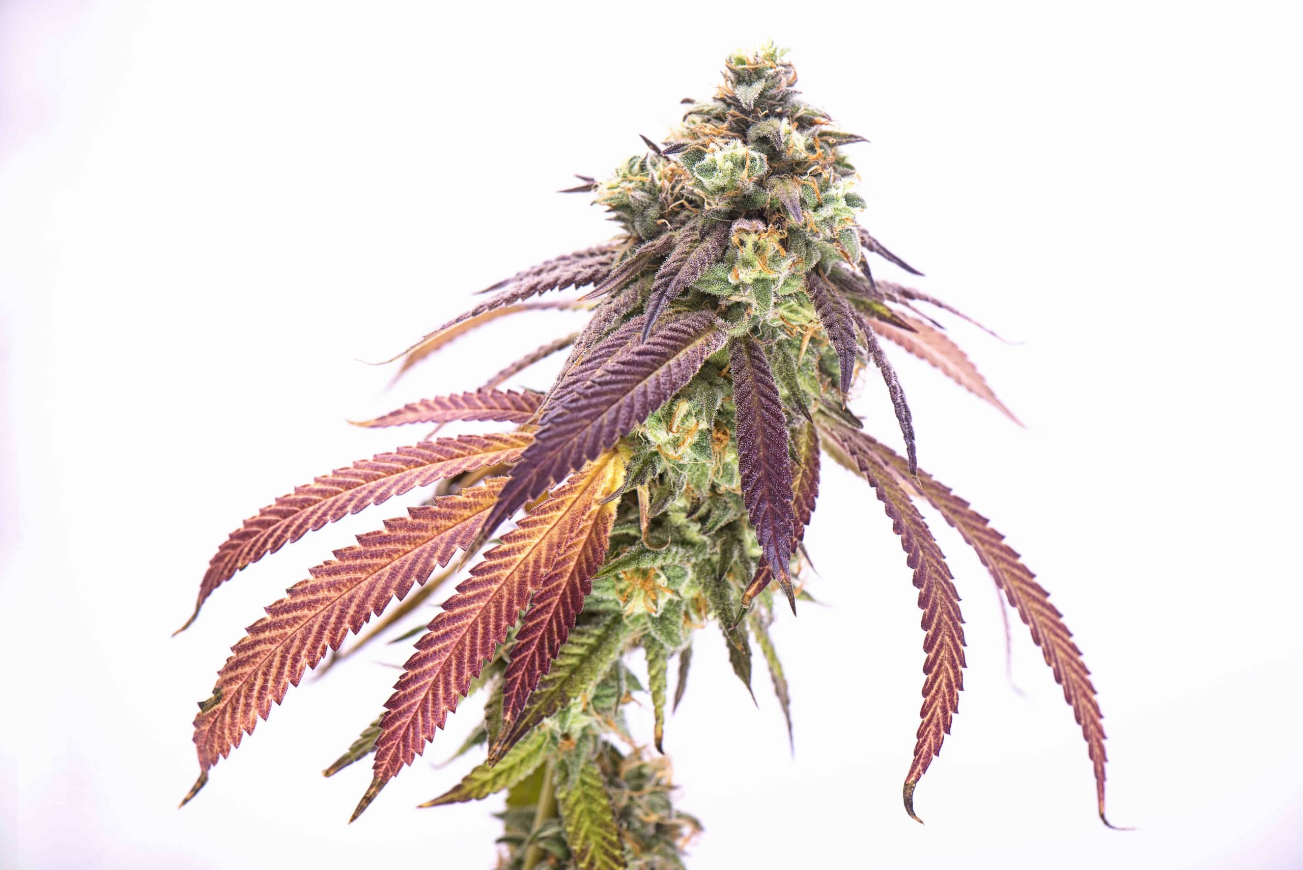 900 Mississippians Approved for Medical Cannabis as Program Takes Shape