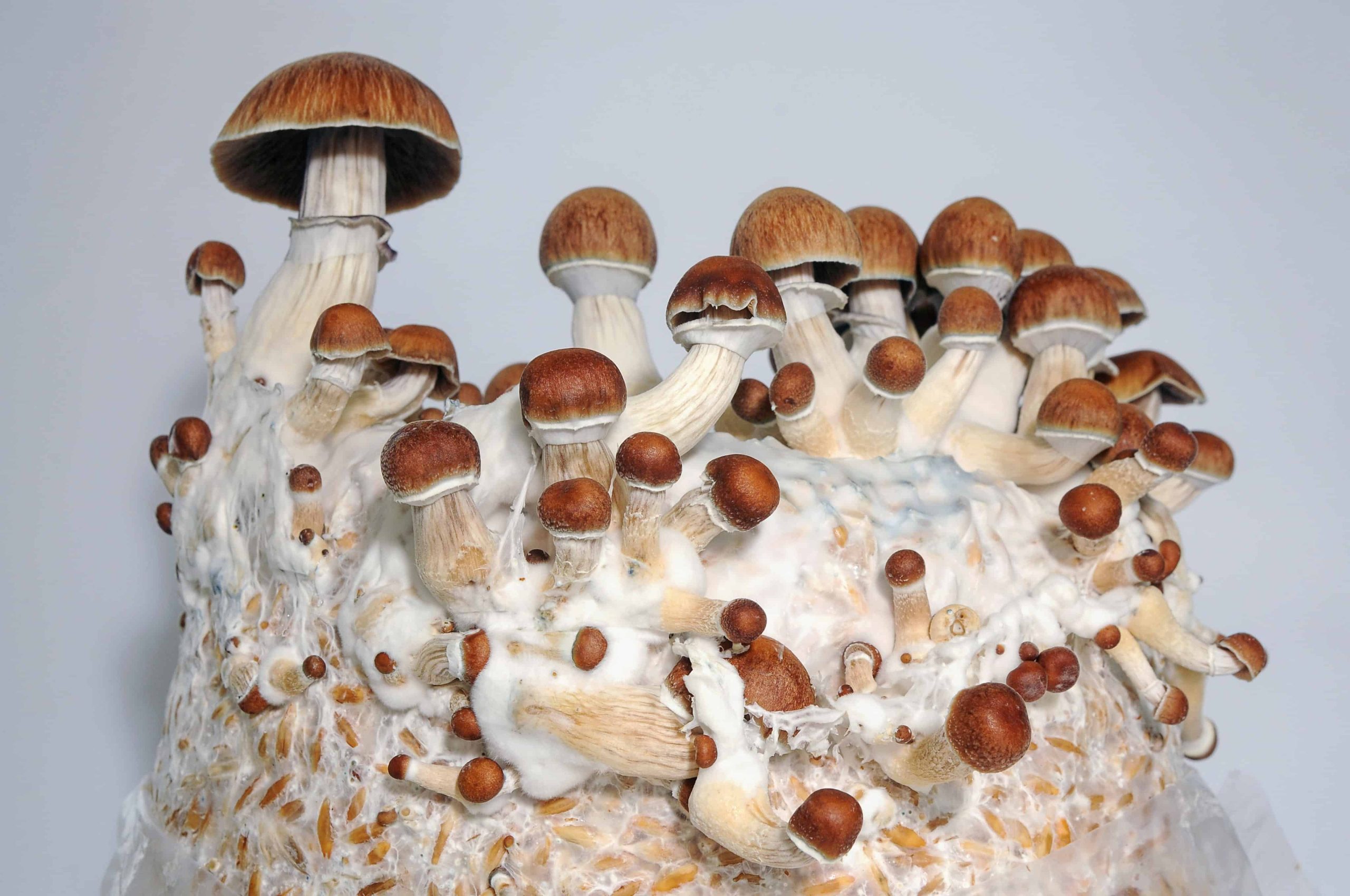 Illinois Lawmaker Introduces Psychedelics Legalization Bill