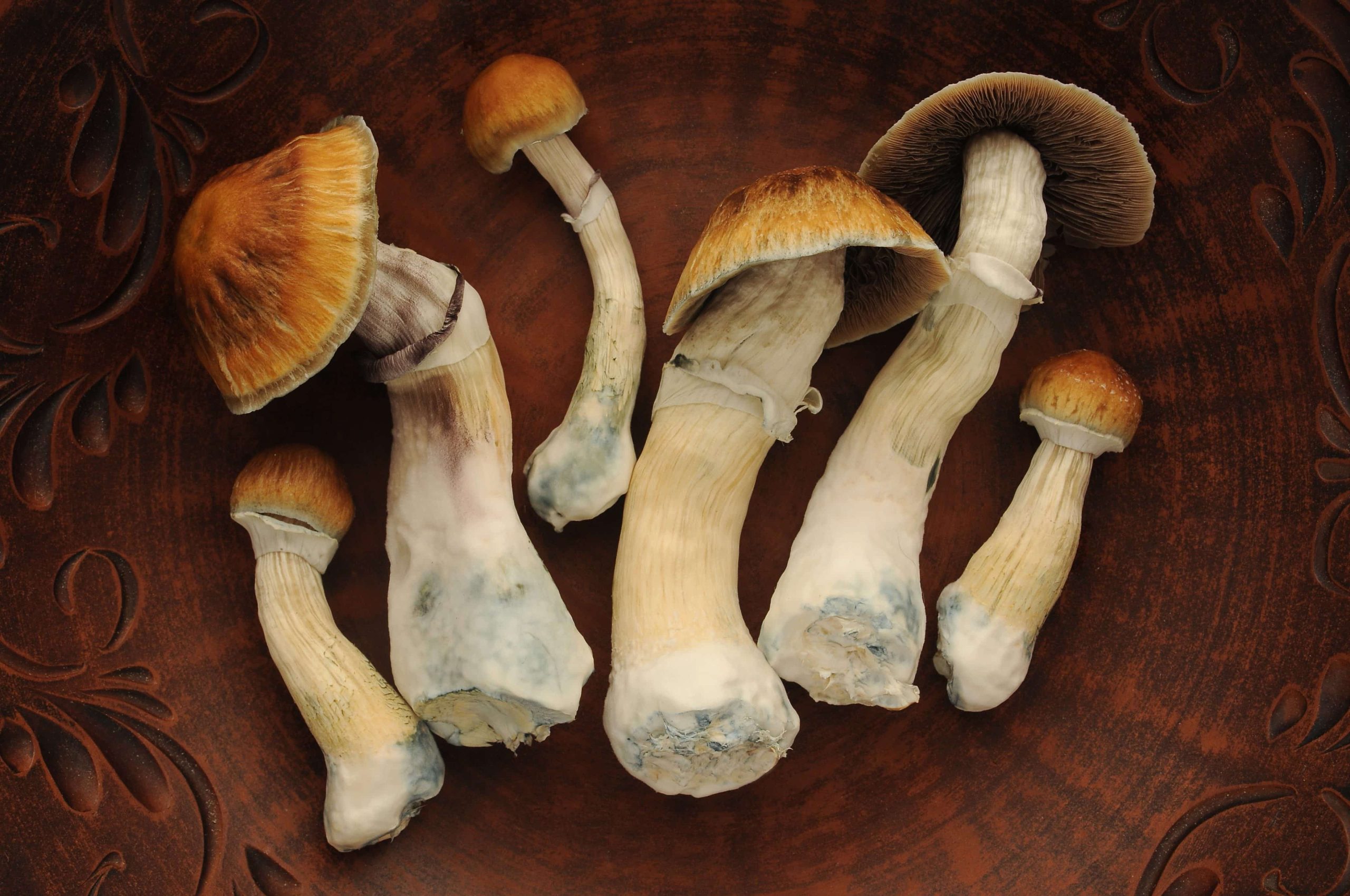 Oregon Health Authority Finalizes Rules for Psilocybin Services Act