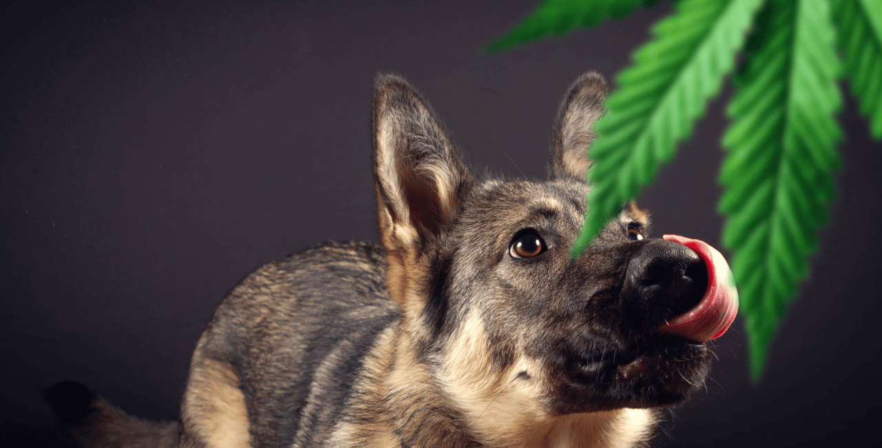 Pet Medical Cannabis Bill Introduced in Rhode Island