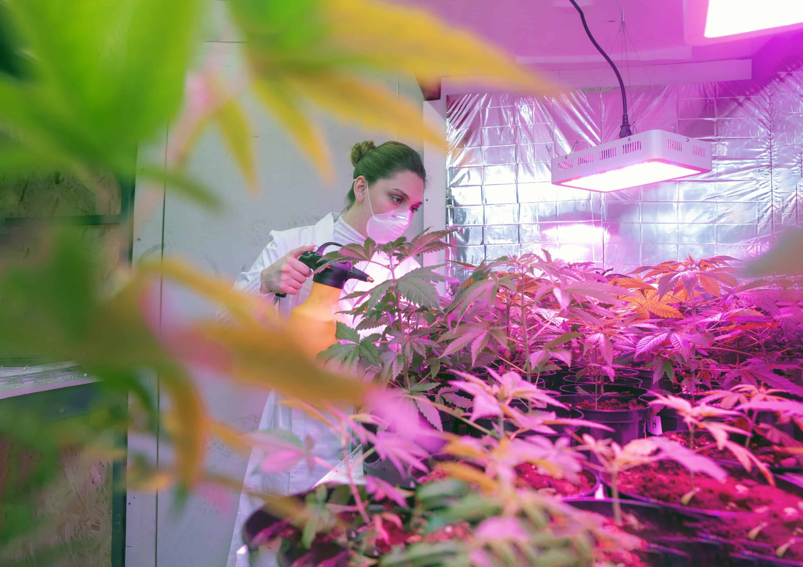 Pennsylvania Lawmakers Will Introduce Bill Allowing Farmers To Grow Medical Pot