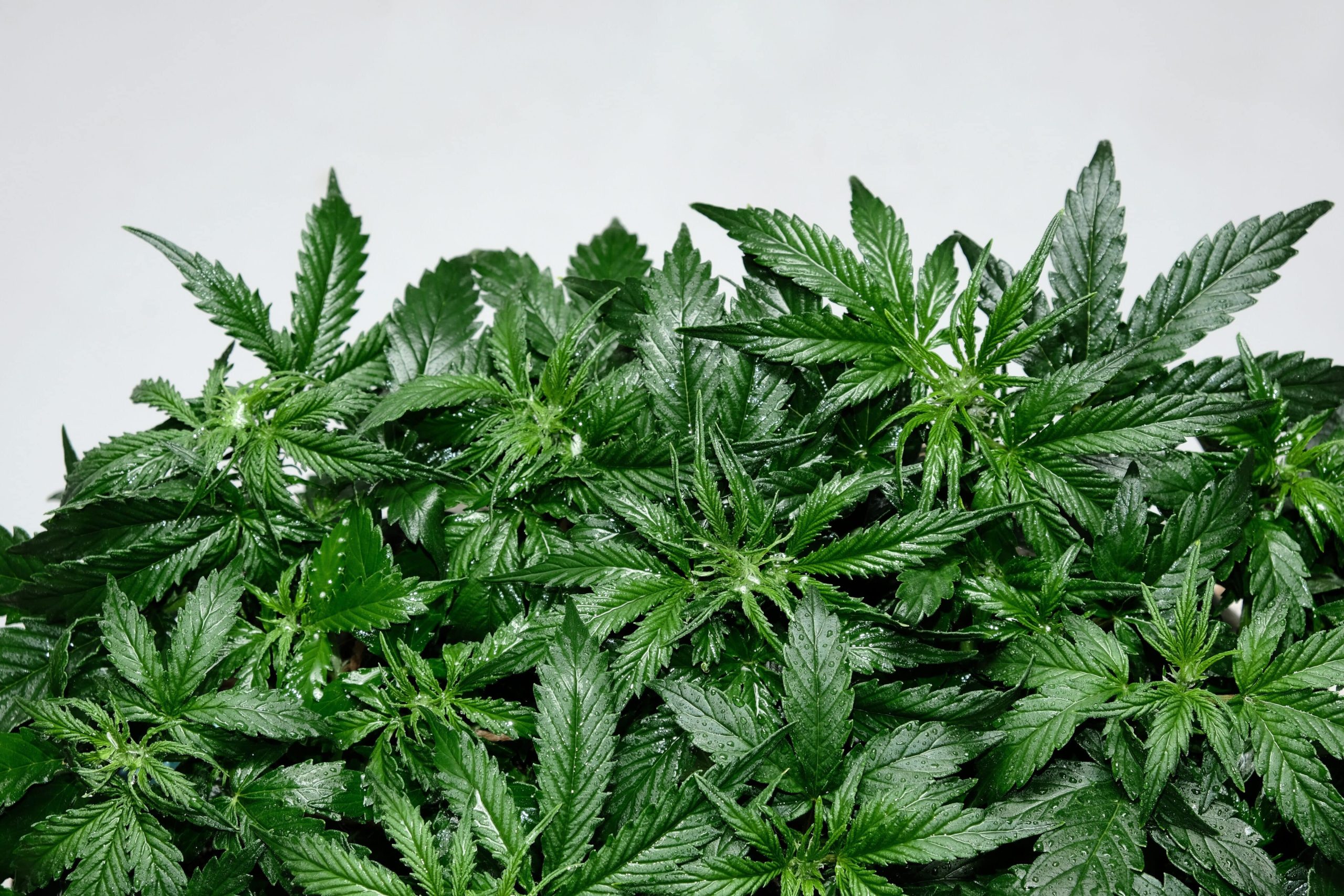 DEA States that Delta-9-THCO, Delta-8-THCO Are Not Hemp