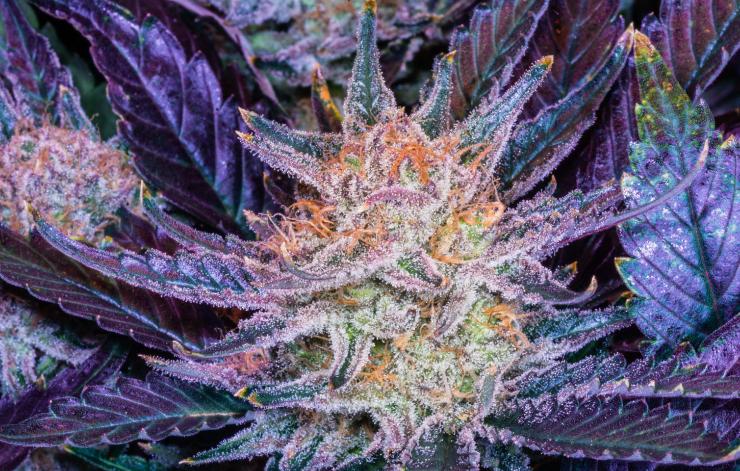 Florida To Double Number of Medical Cannabis Licenses