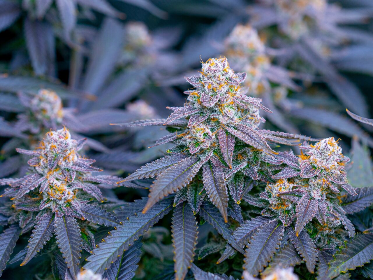 Cannabis Expungement Law Takes Effect in D.C.