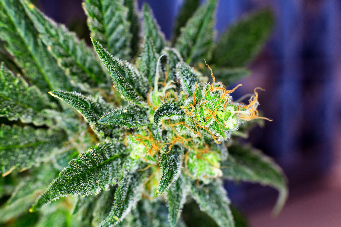 Hawaii Senators Pass Adult-Use Cannabis Bill