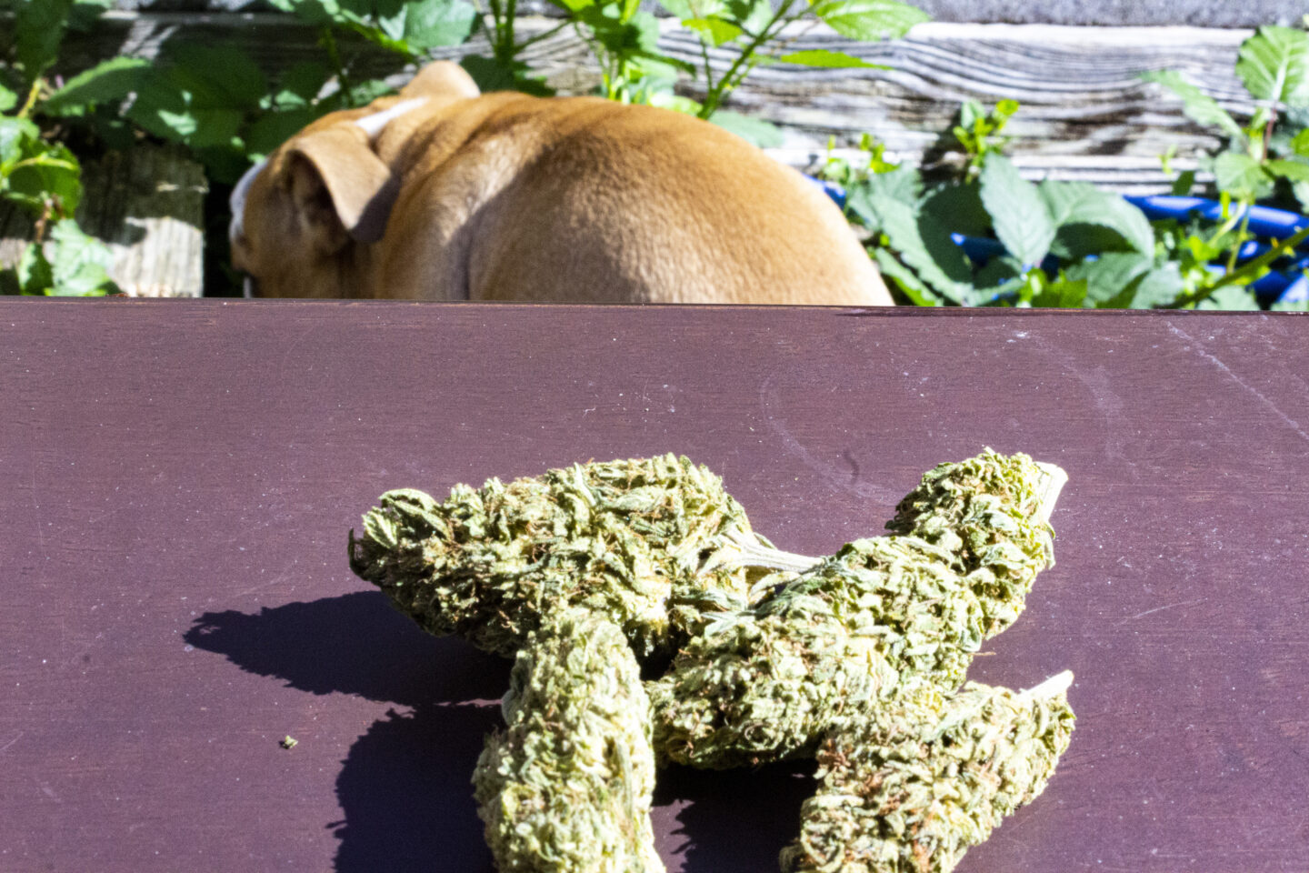 A Pseudo-Scientific Analysis of Why Rec Weed Sucks