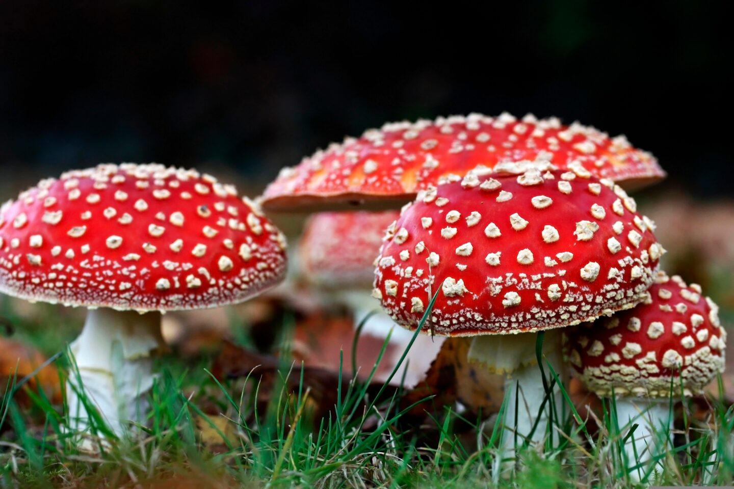 Lucy Drops Amanita Mushroom-Based Microdose Line