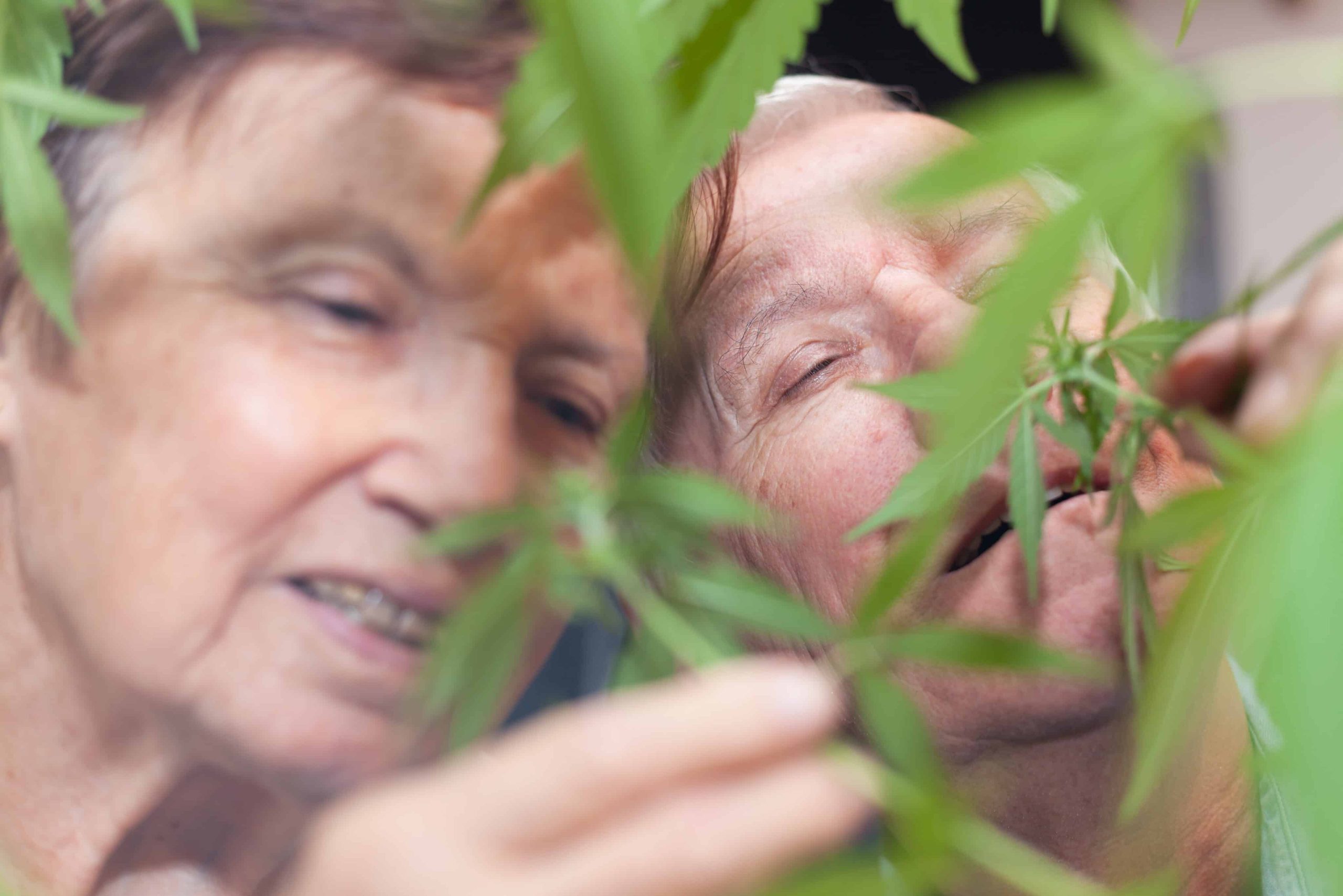 Doctors Warn Seniors About Consuming Too Much THC