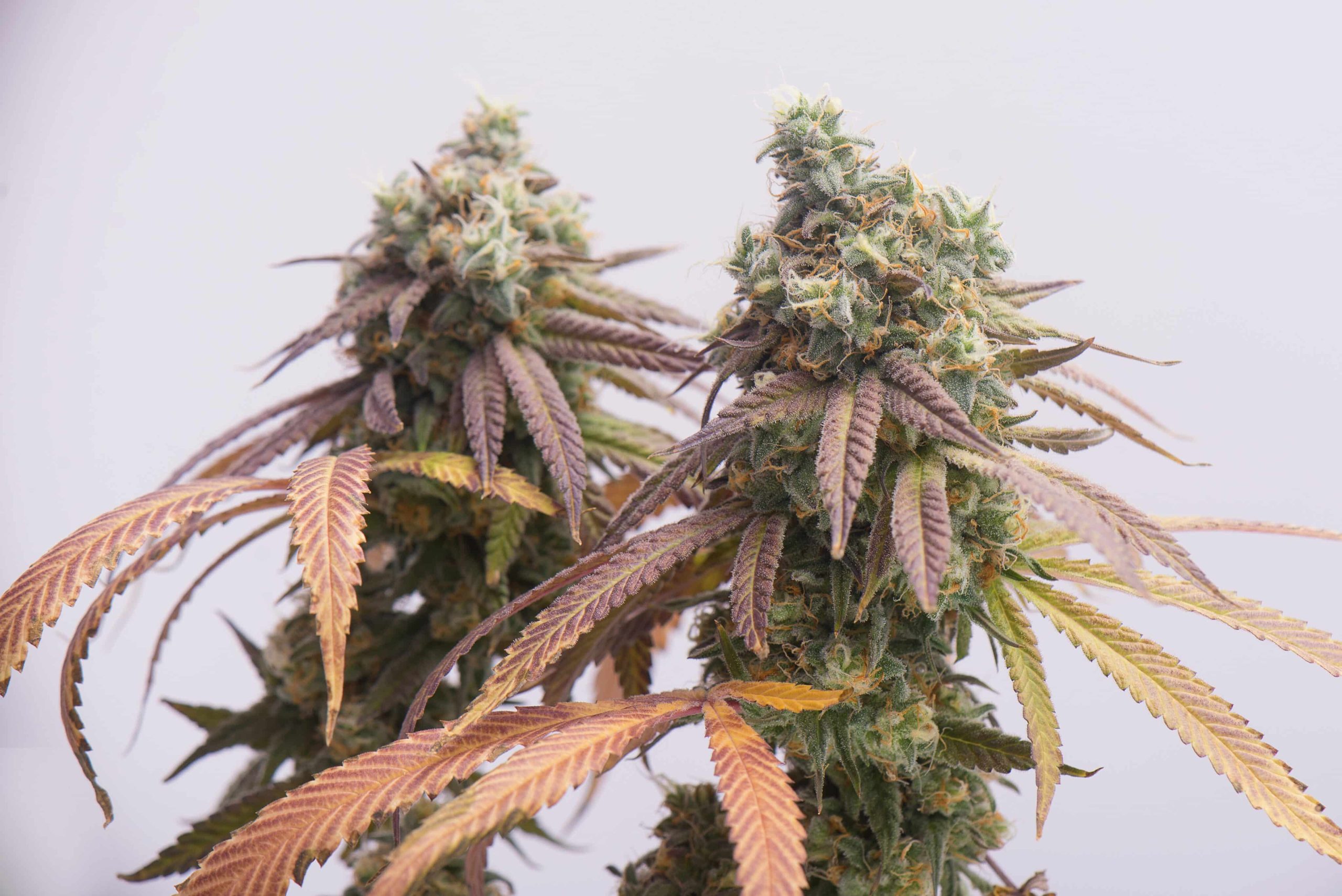 Minnesota Senate Casts Final Votes To Legalize Adult-Use Cannabis