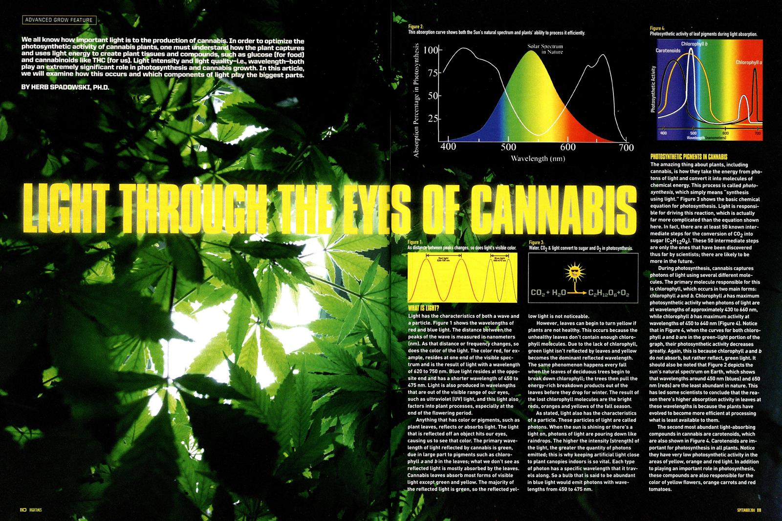 From the Archives: Light Through the Eyes of Cannabis (2011)