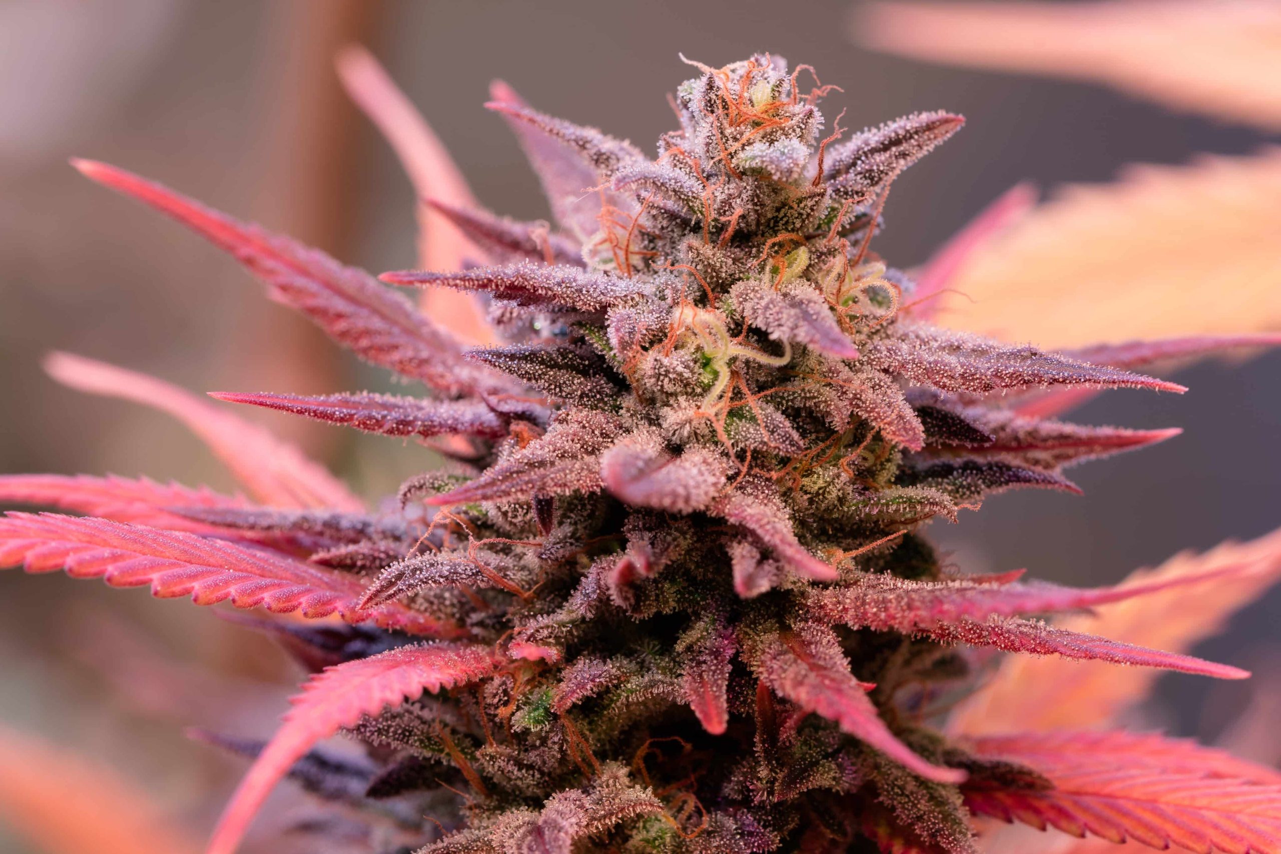 New York Cultivators Have Too Much Weed on Their Hands