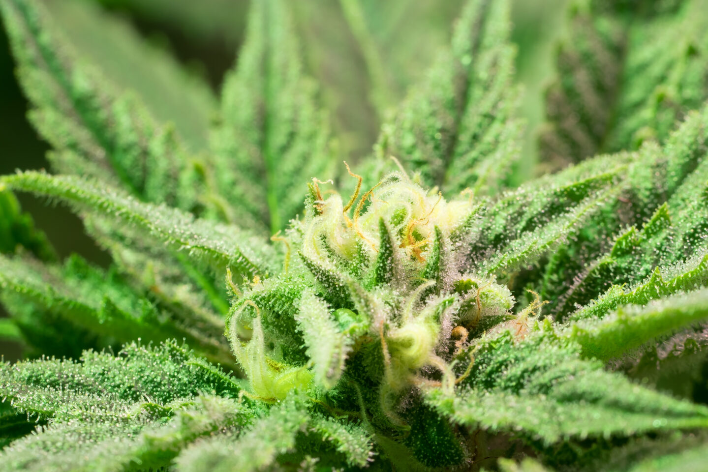 Oklahoma Medical Cannabis Firms File Suit To Block Fee Increases