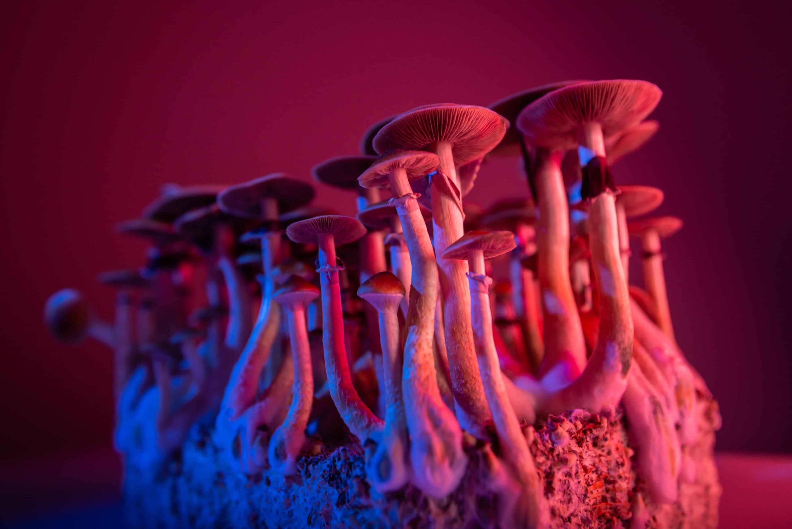 Doctors To Begin Trial For Psilocybin Therapy To Treat Cancer-Related Anxiety, Depression