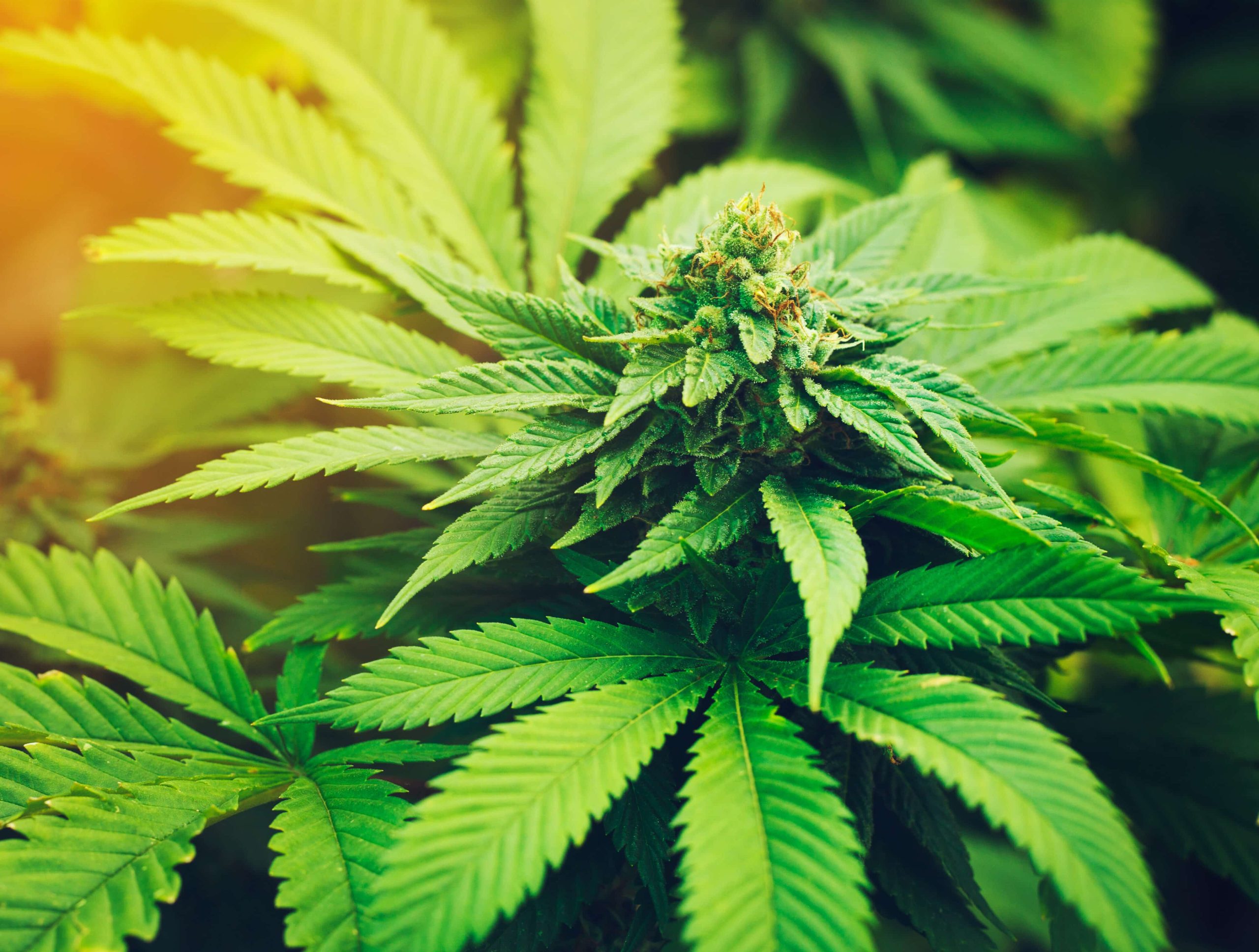 Number of Federal Cannabis Prisoners Has Decreased by 61% Over the Past Five Years