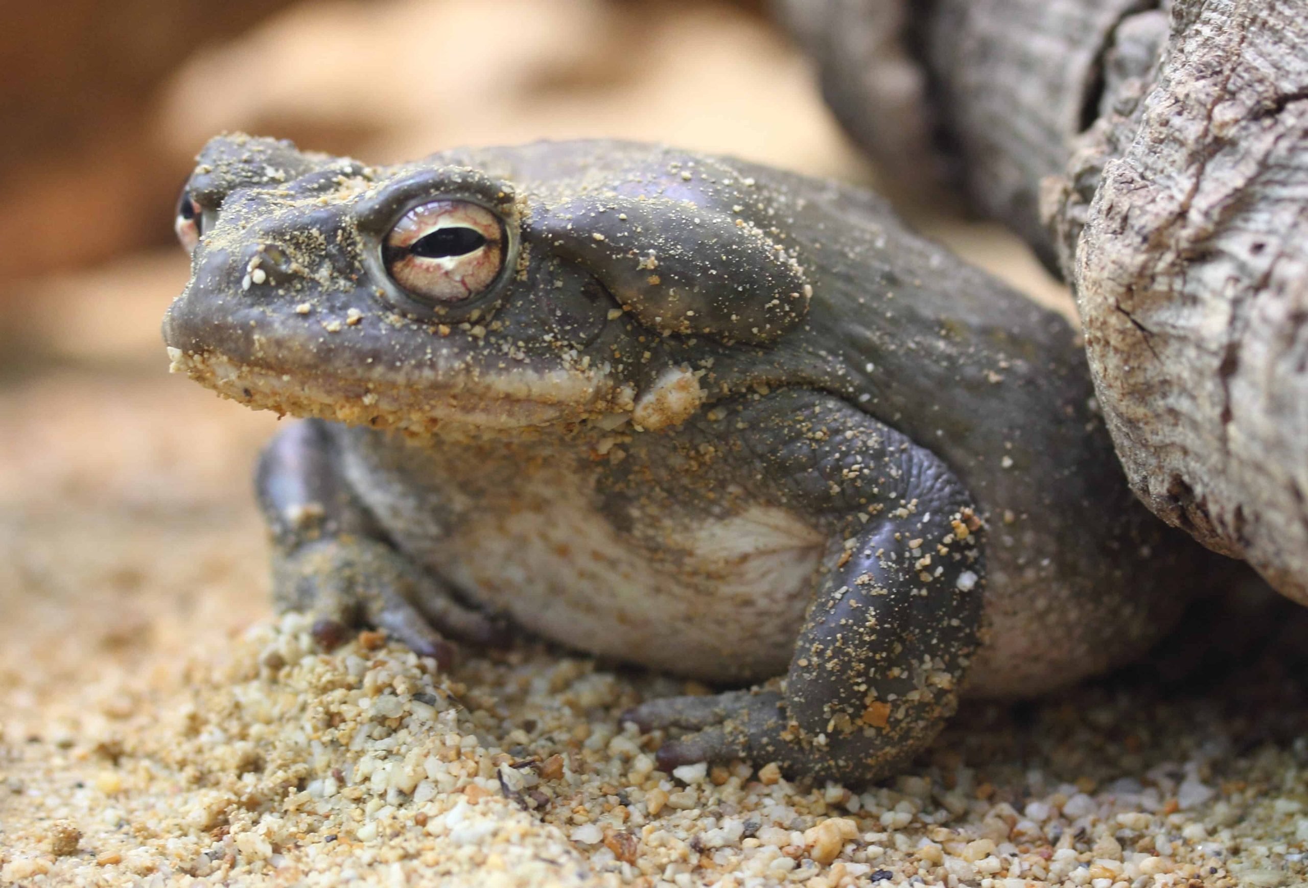 Psychedelic Toads Invade Arizona After Monsoon Season Kicks In